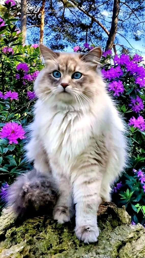 Vakker katt på lilla blomsterbilde Bakgrunner
