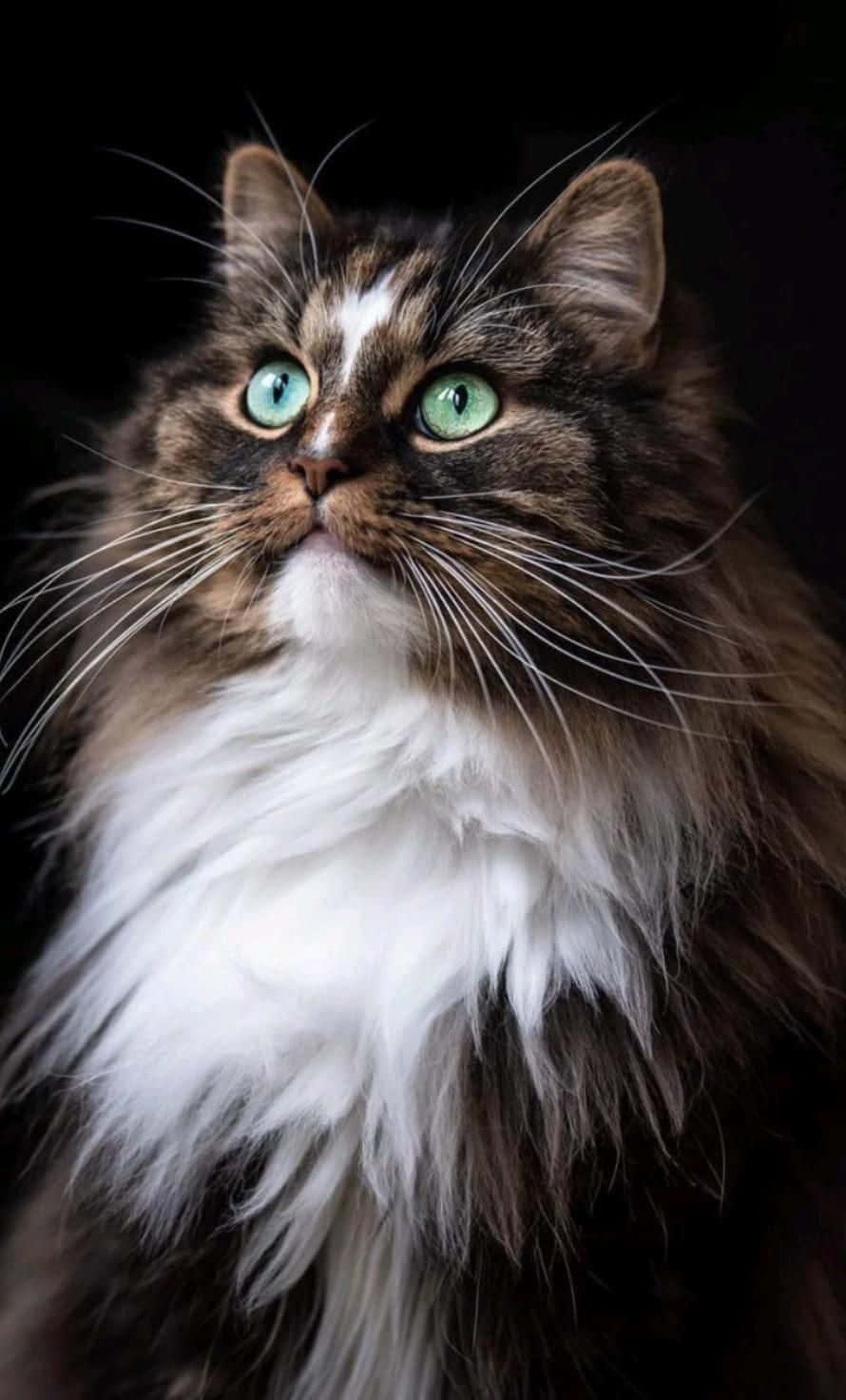 Vakker lubben katt Bakgrunner