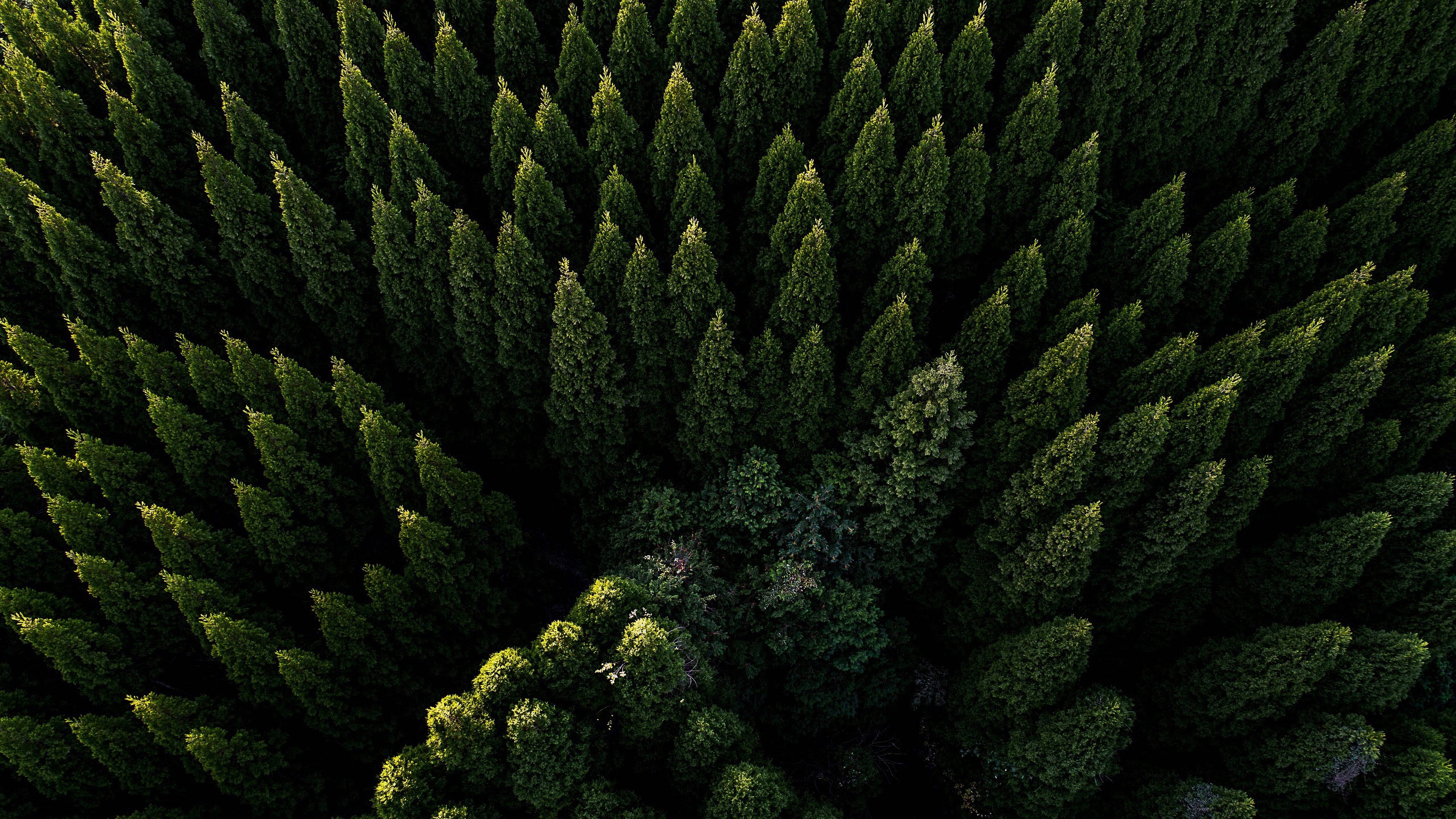 Vakker luftfoto av skog Bakgrunner