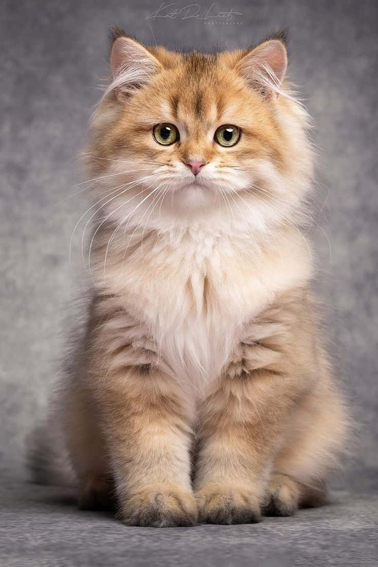 Vakker lysebrun katt Bakgrunner