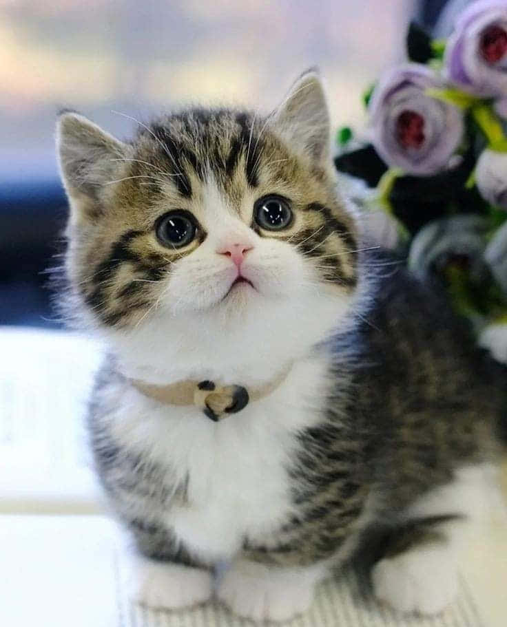 Vakker Munchkin-katt Bilde Bakgrunner