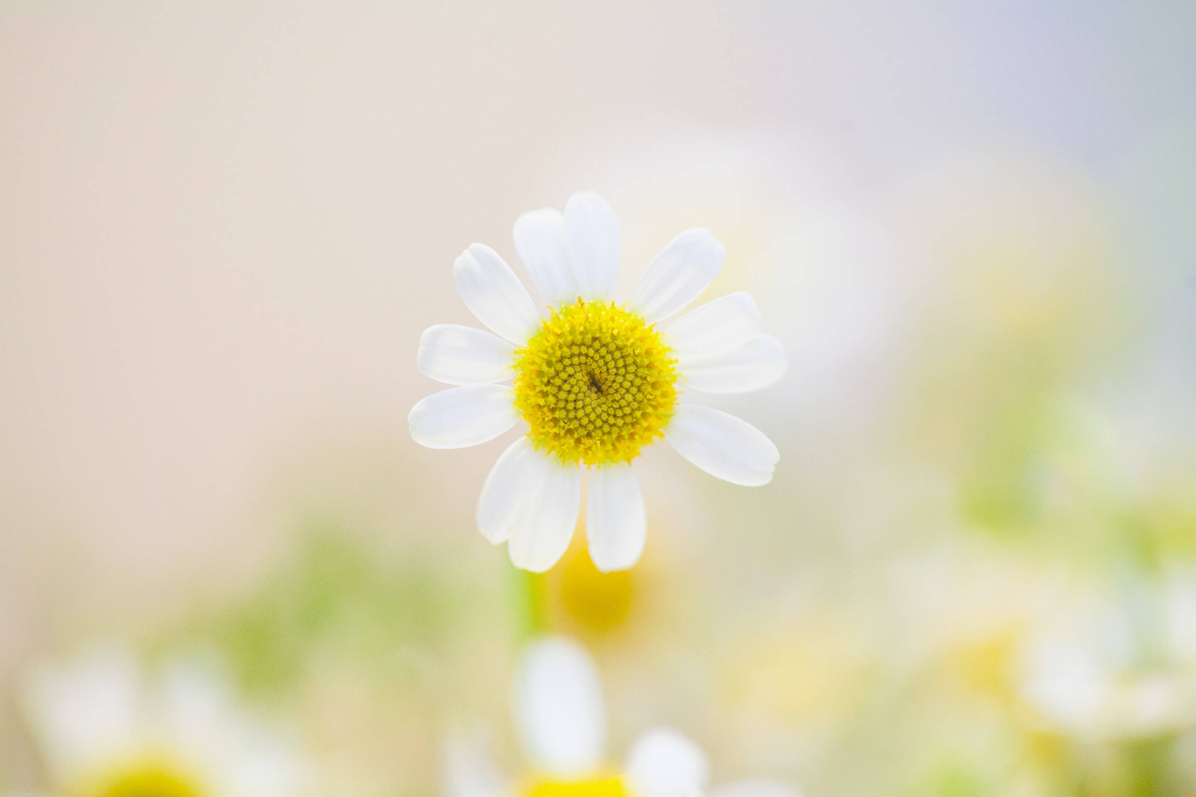 Vakker natur hvit blomst Bakgrunner