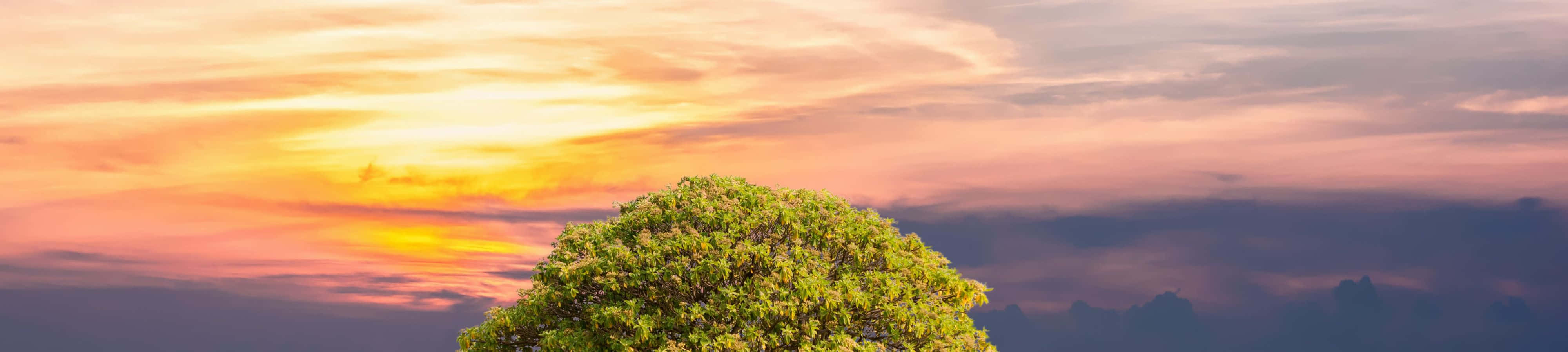 Vakker natur ved solnedgang Bakgrunner