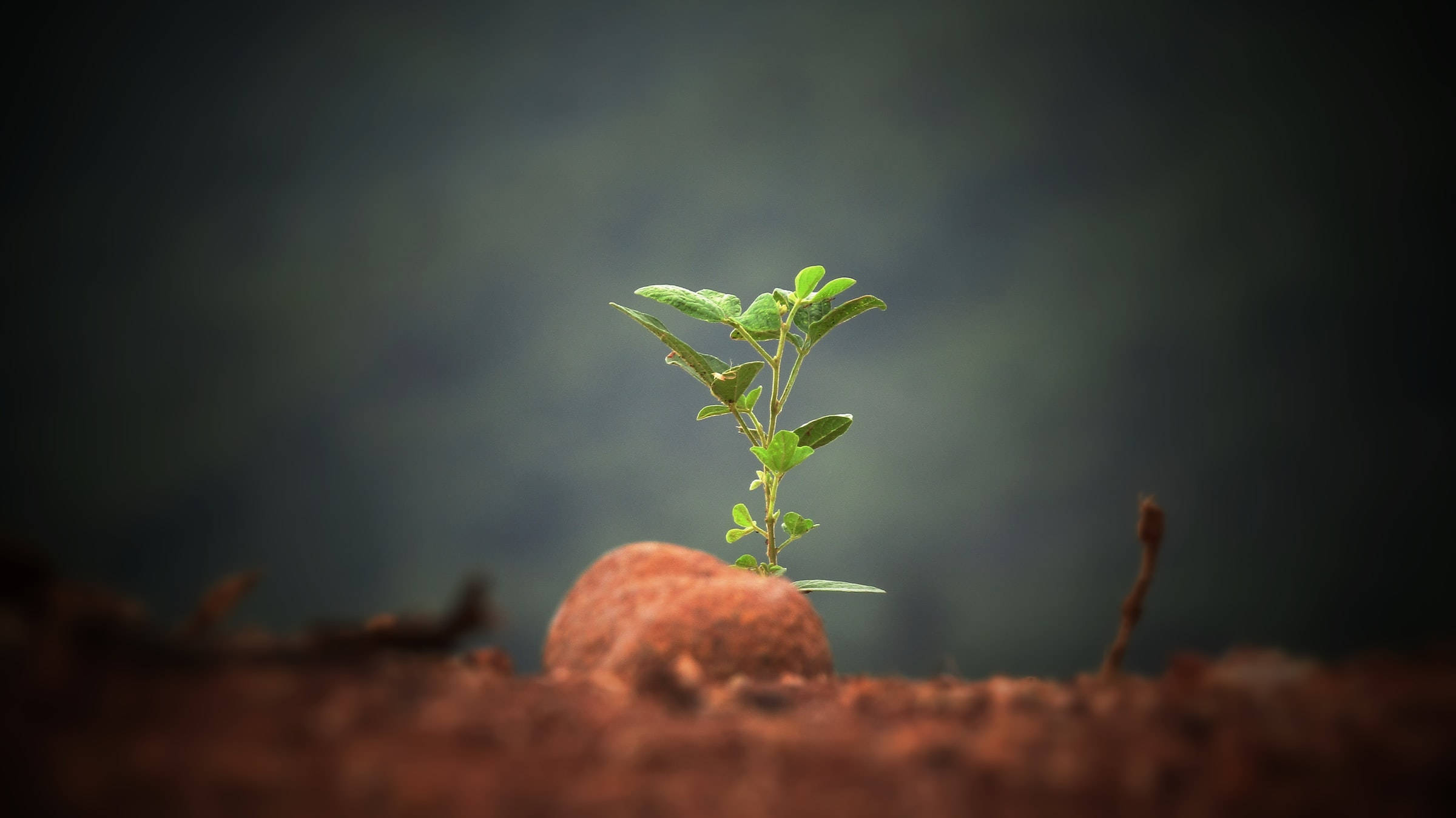 Vakker naturplante på stein Bakgrunner