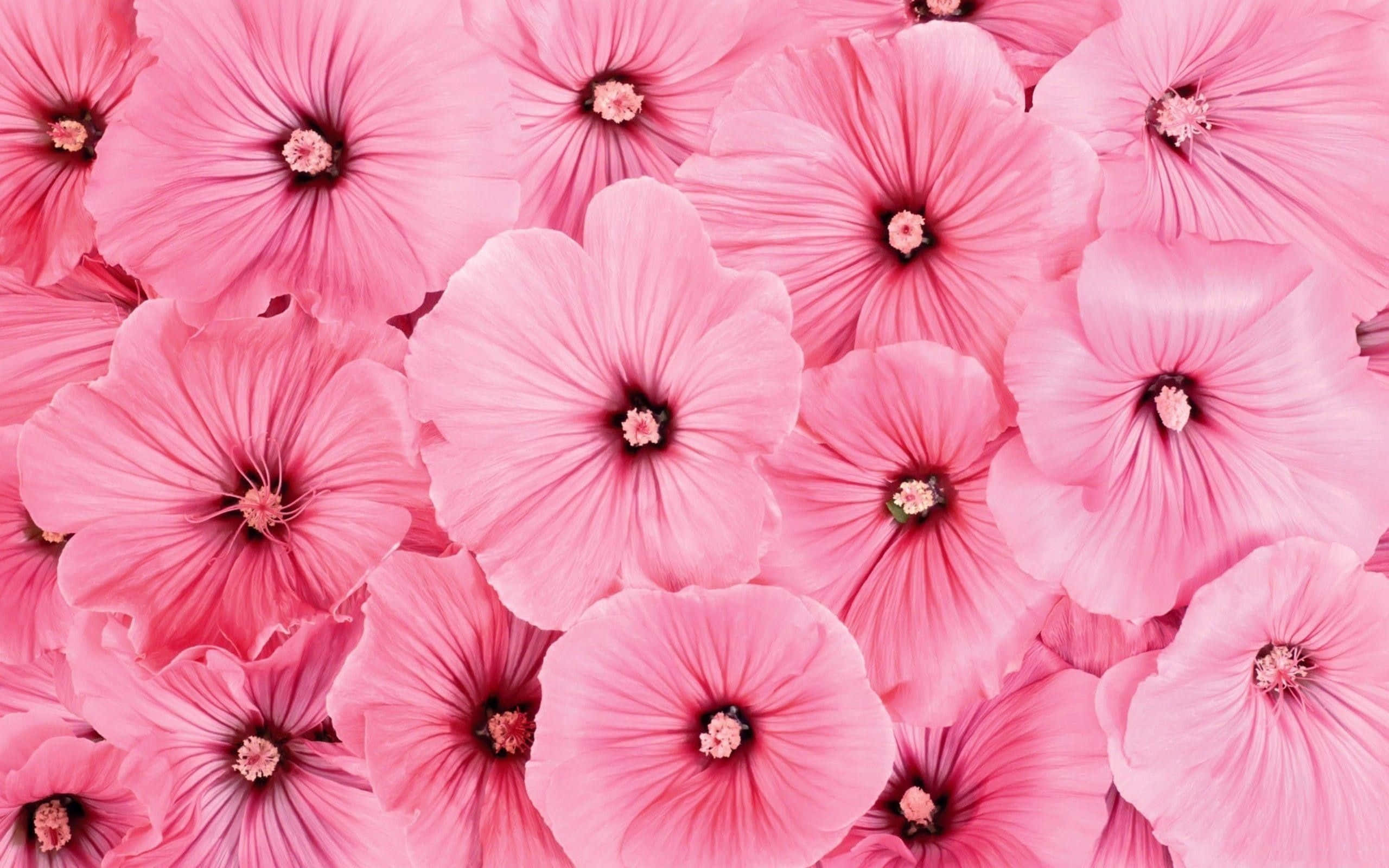 Vakker rosa blomsterbakgrunn. Bakgrunner