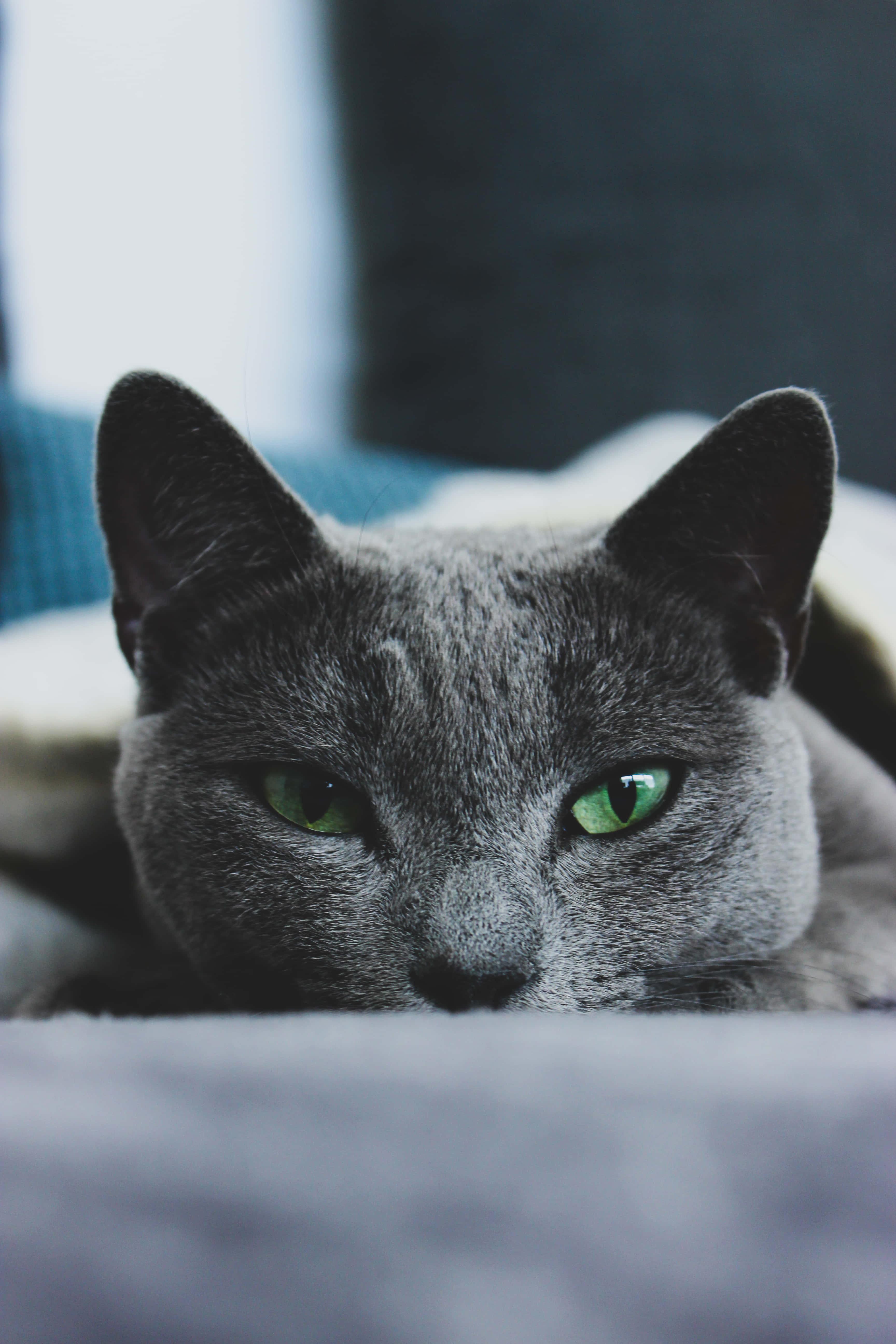 Vakker russisk blå katt som sitter ved siden av en matskål Bakgrunner