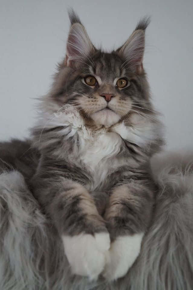 Vakker sittende Maine Coon-katt Bakgrunner