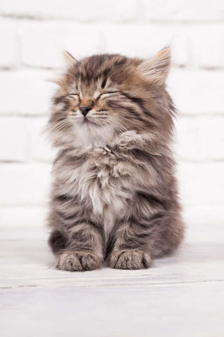 Vakker sovende katt mens den sitter bilde Bakgrunner