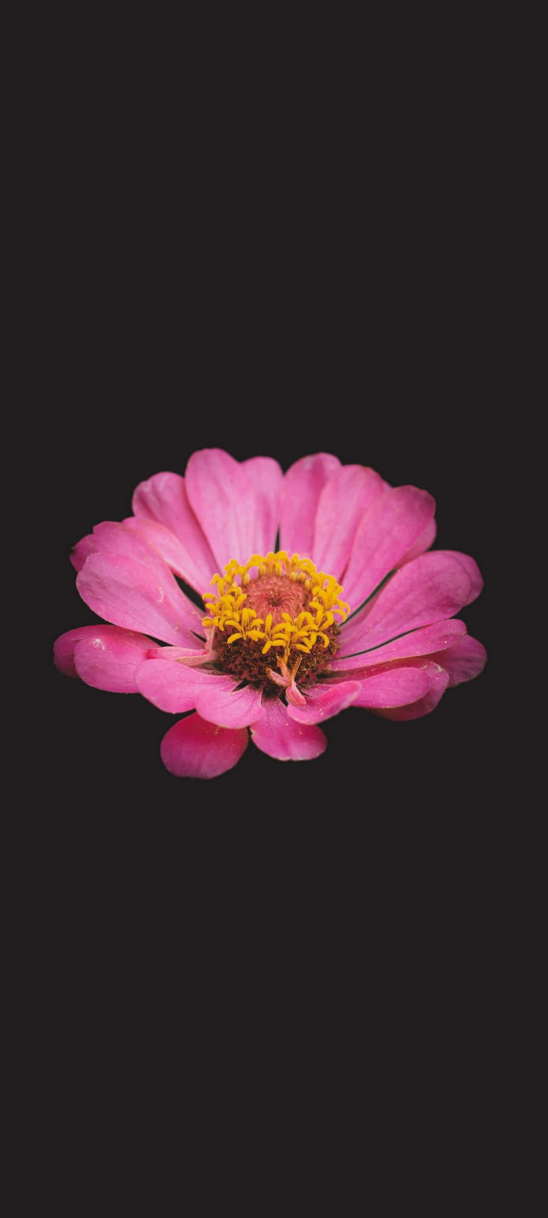 Vakker svart og rosa blomst Bakgrunner