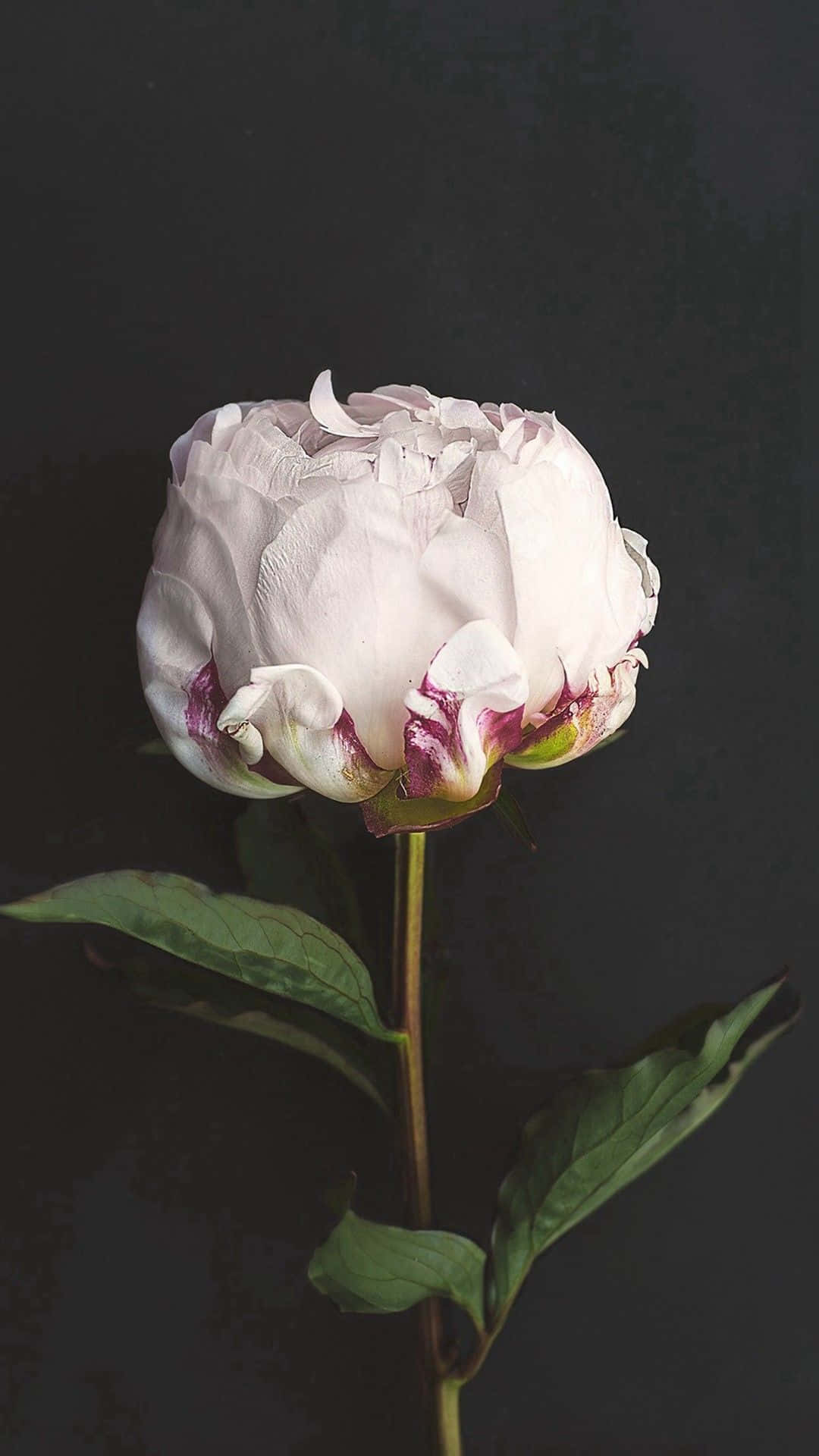 Vakre blå blomster fremhever vårens naturlige skjønnhet Bakgrunner