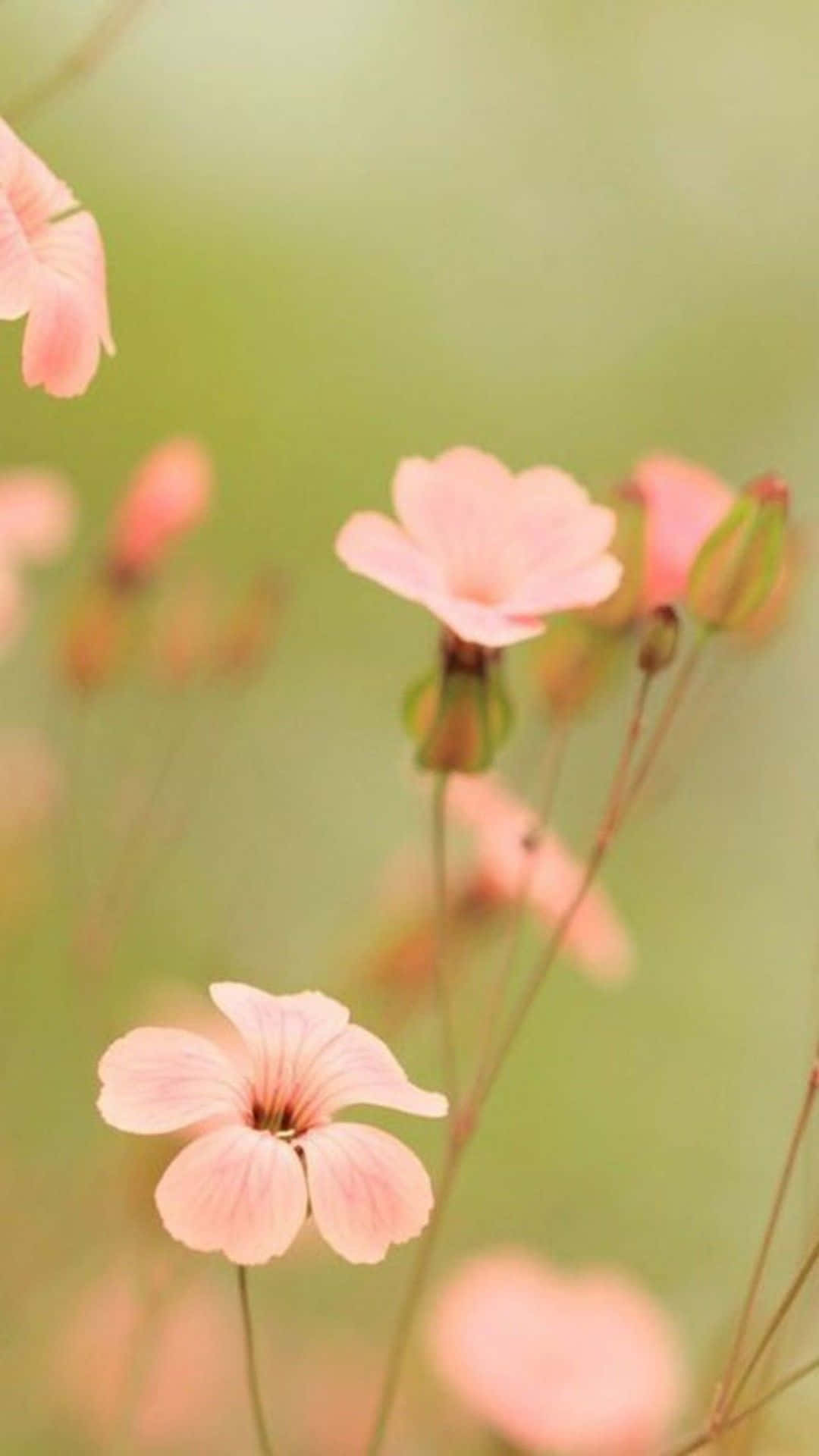 Vakre blomsterbakgrunner for å tilpasse din iPhone Bakgrunner