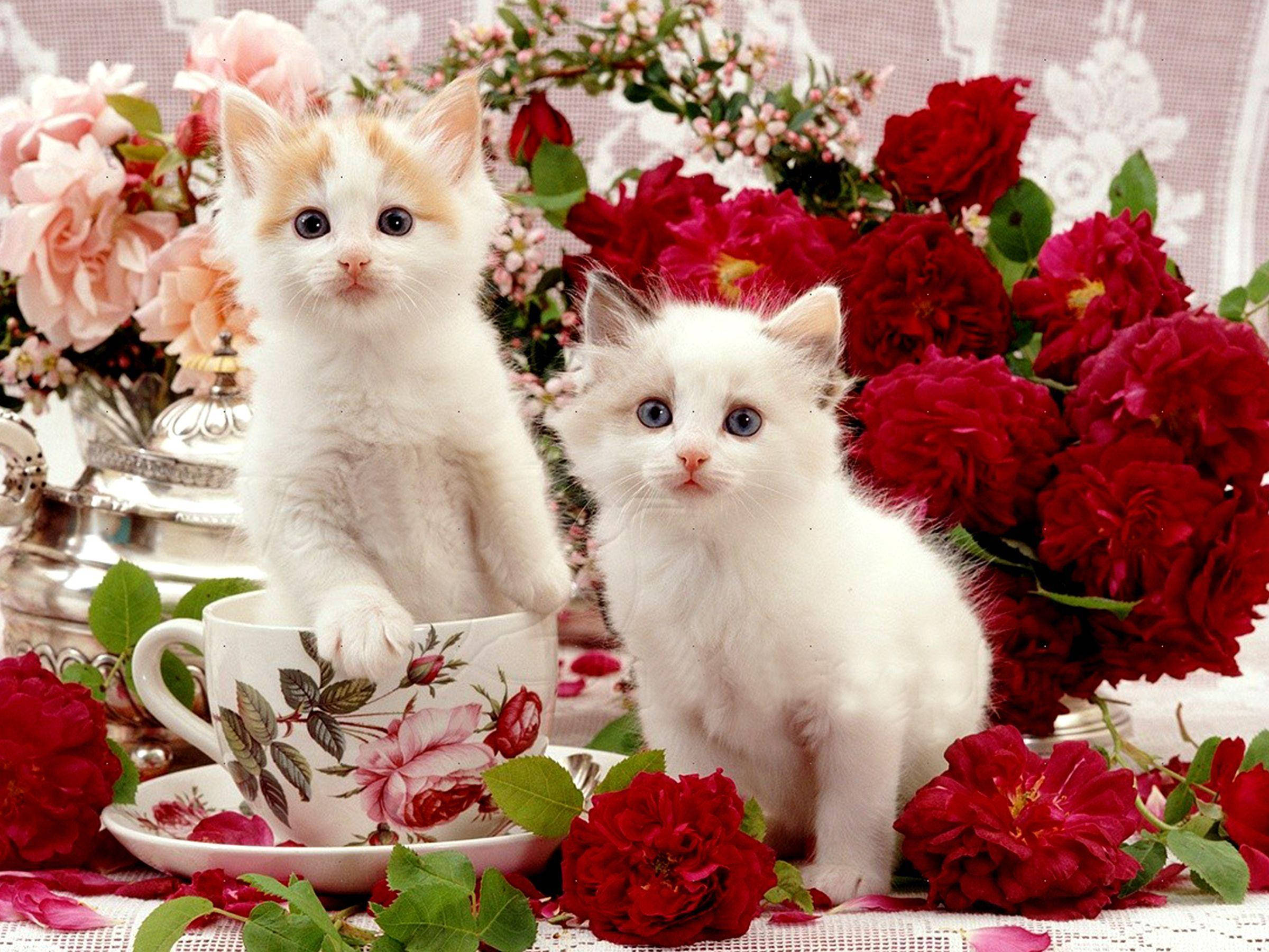Vakre katter på bord med blomster Bakgrunner