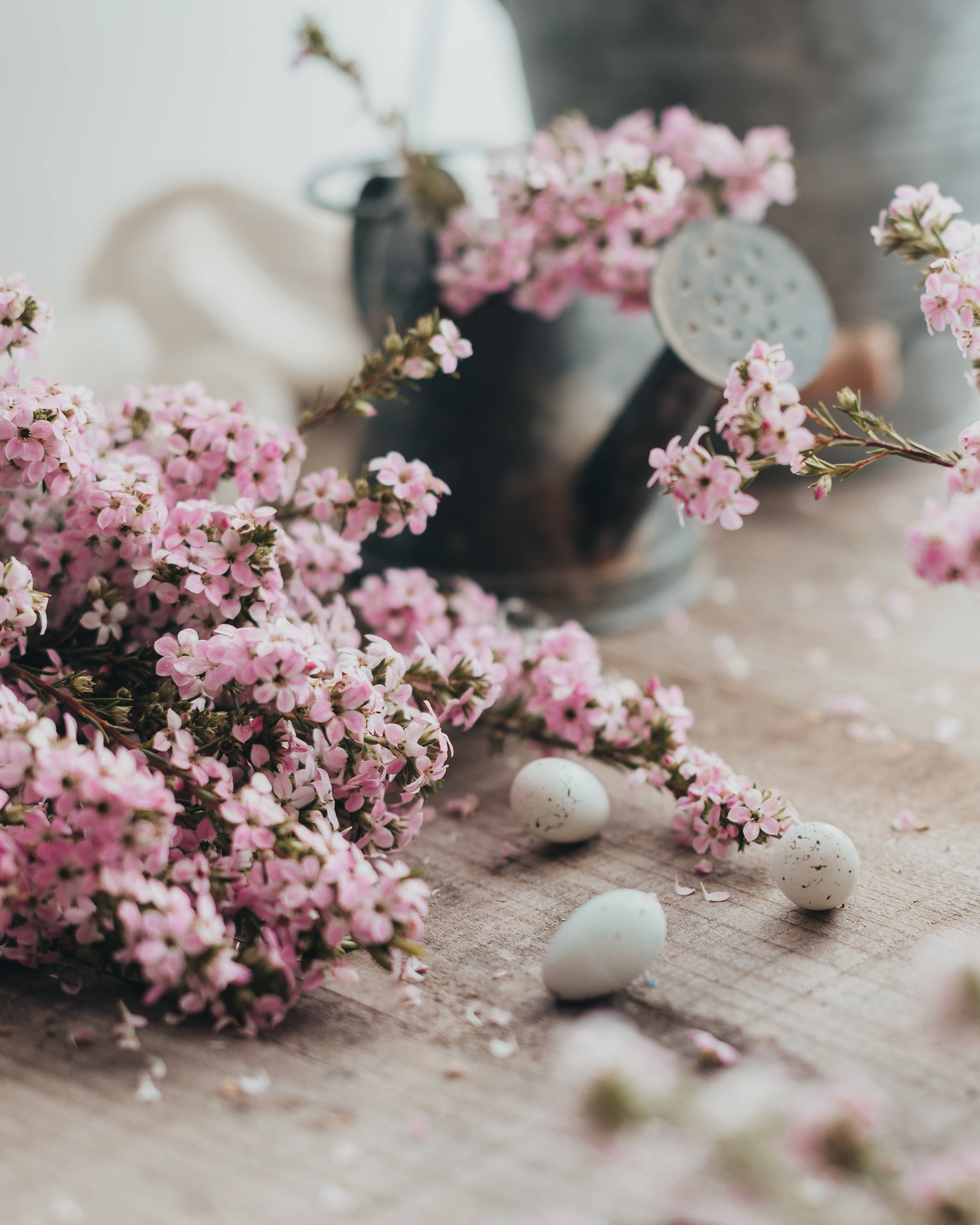 Vakre rosa blomster og påskevaktel-egg bringer den glade påskefeiringen Bakgrunner