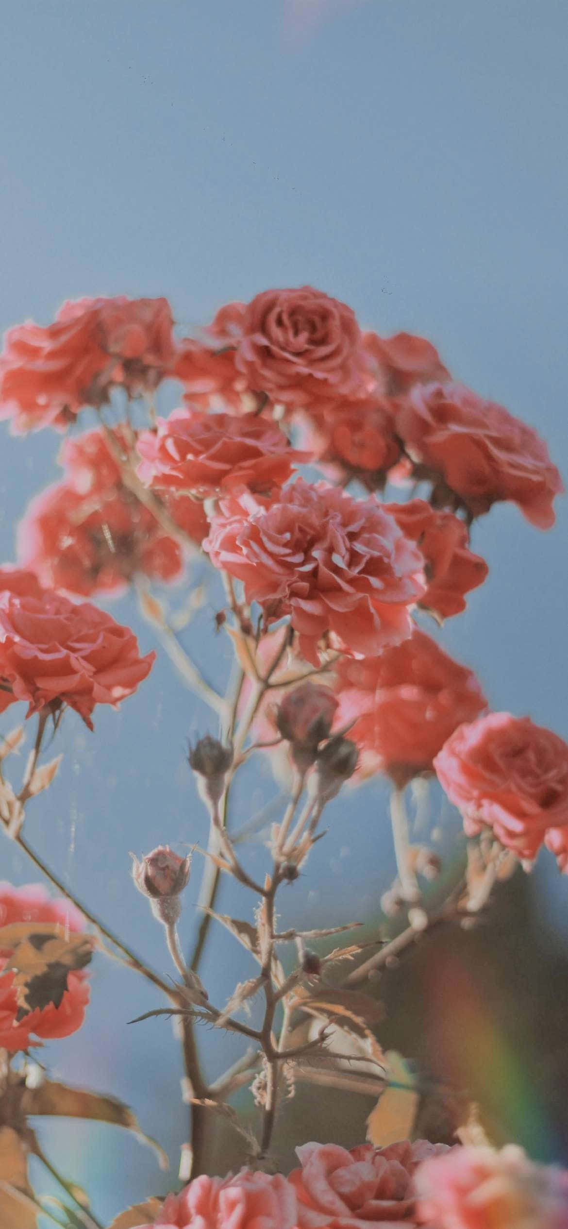 Vakre rosa roser for estetisk valentinsdag Bakgrunner