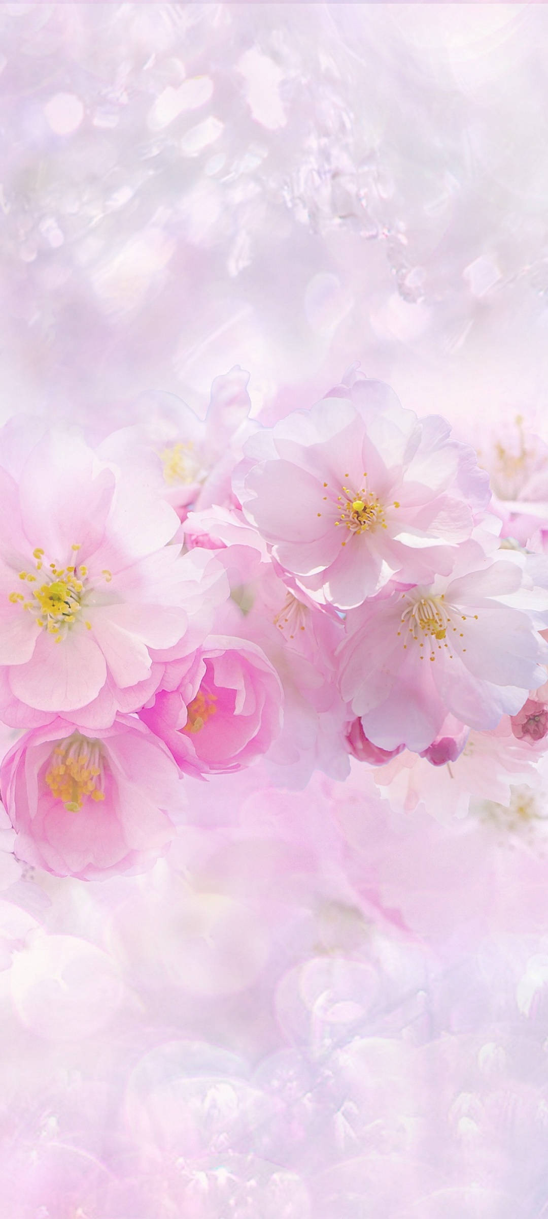 Vakre vårrosa og hvite sakurablomster Bakgrunner