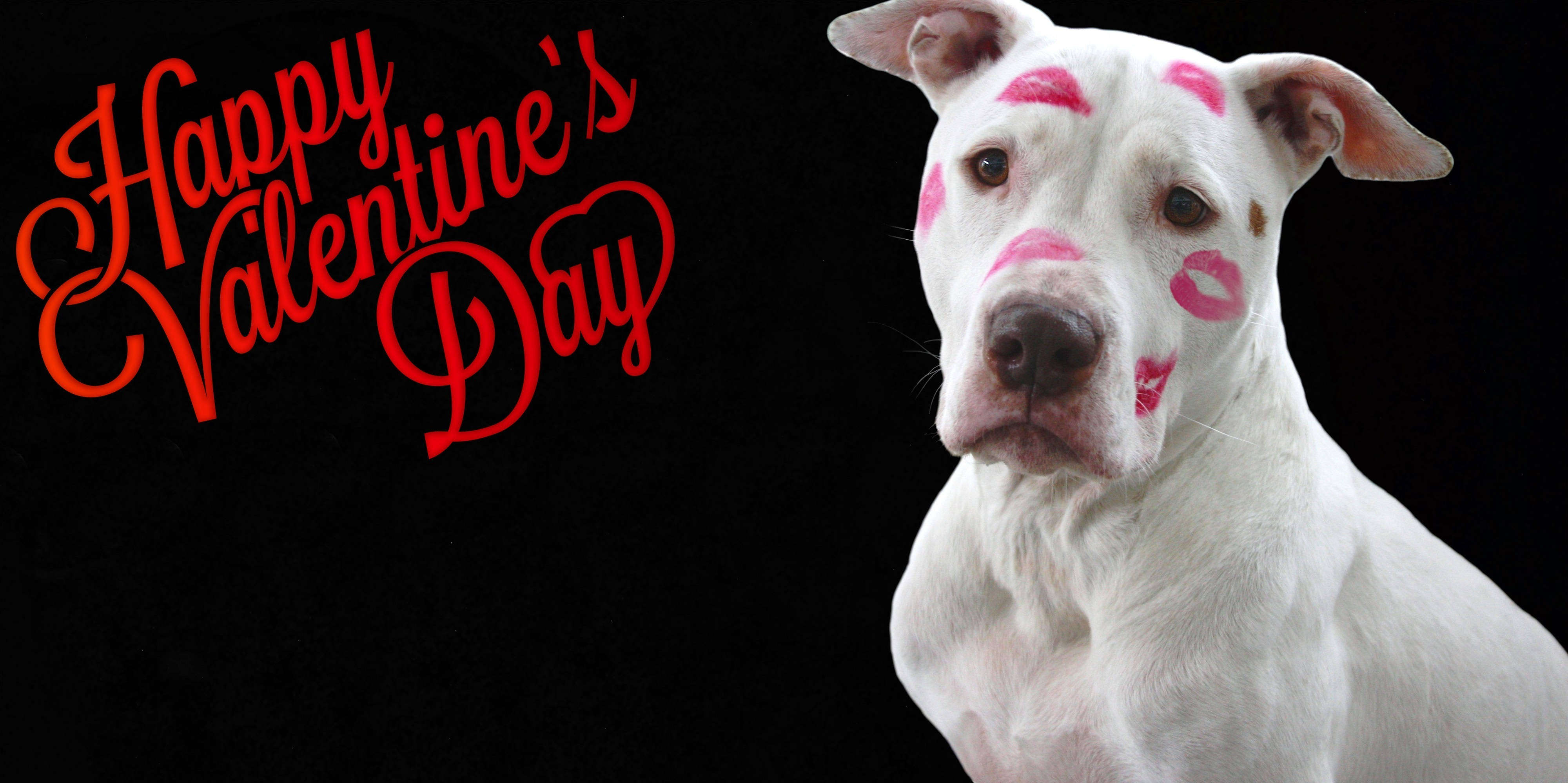 Valentinsdag morsom hund Bakgrunner