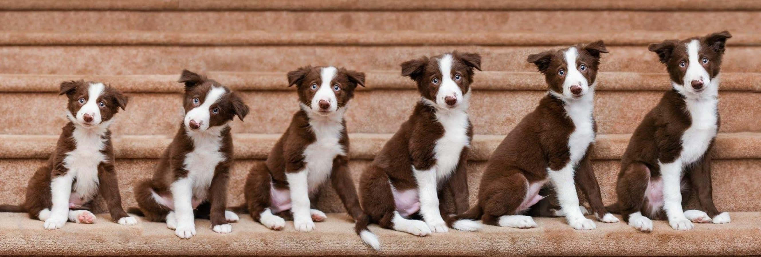 Valpens utvikling uke for uke Border Collie Bilde Bakgrunner