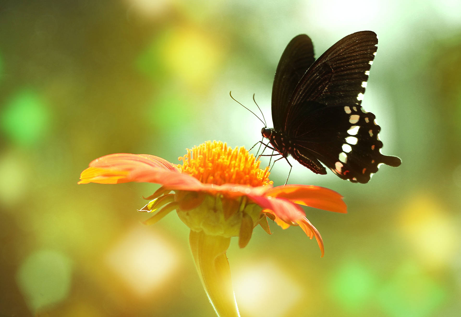 Vanlig mormonsommerfugl på blomst — Sommerfugl estetisk GIF Bakgrunner