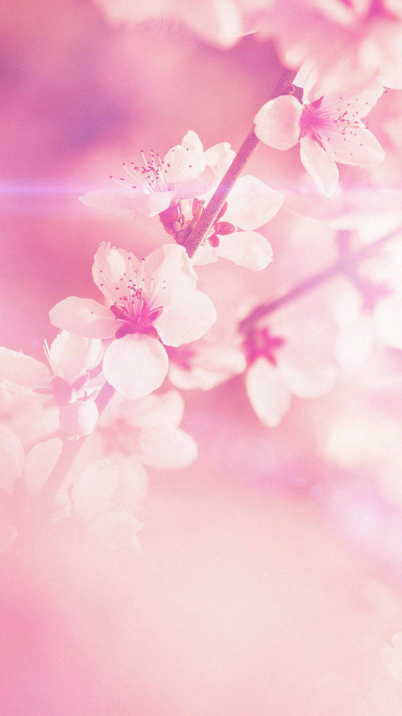 Vårblomst iPhone Bakgrunner