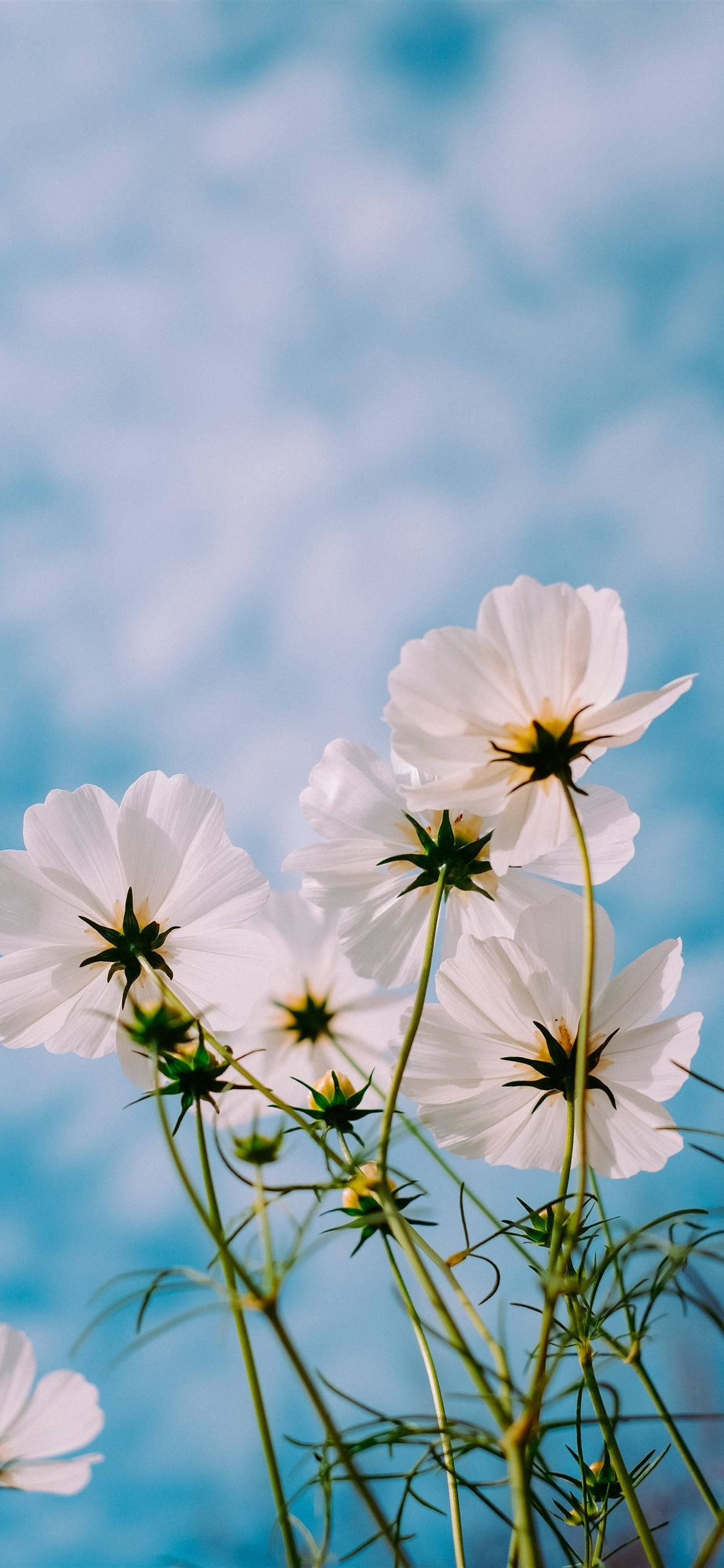 Vårblomster iPhone 11 Pro Max Bakgrunner