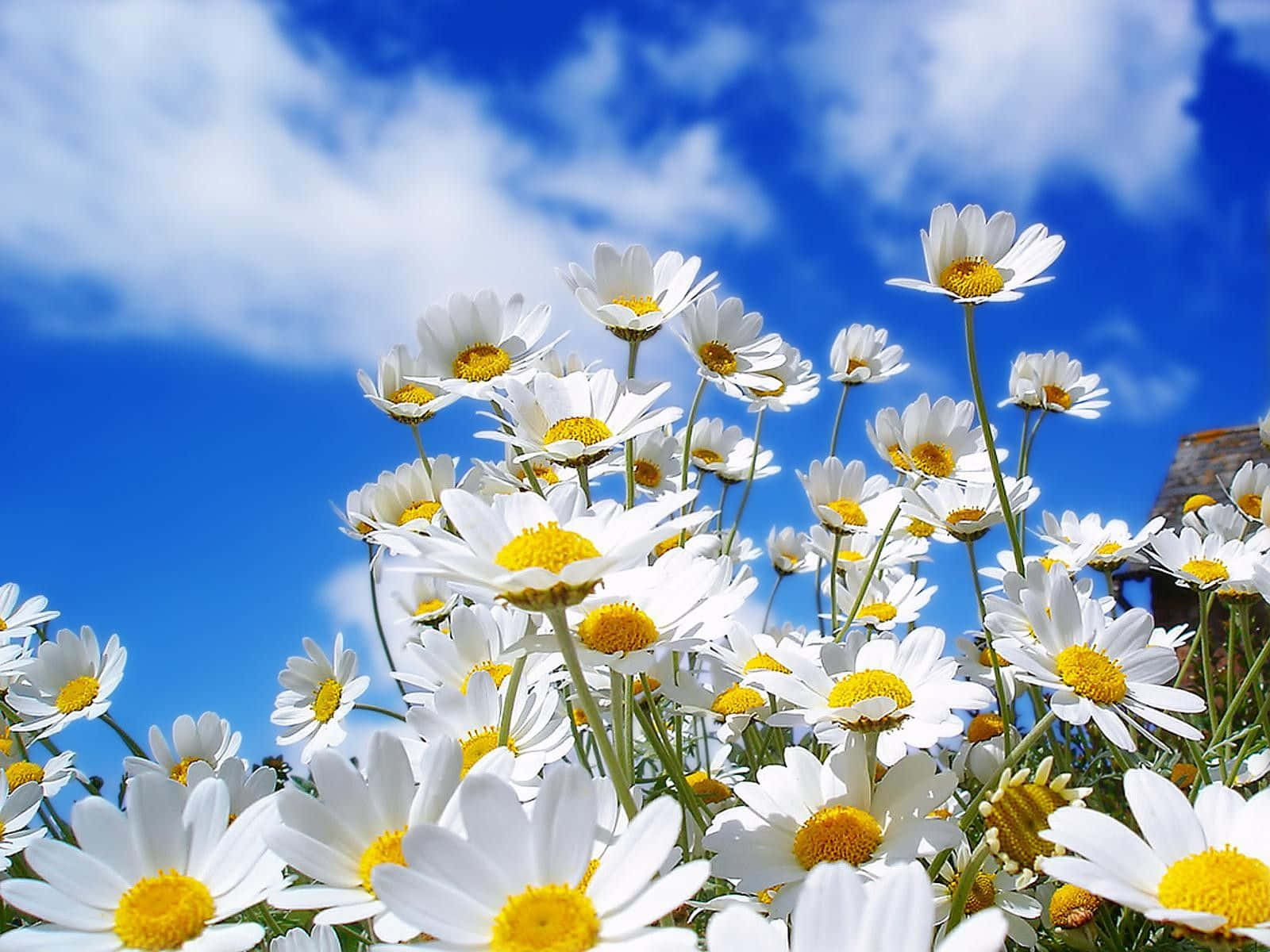Vårblomster på skrivebordet med tusenfryd og blå himmel Bakgrunner