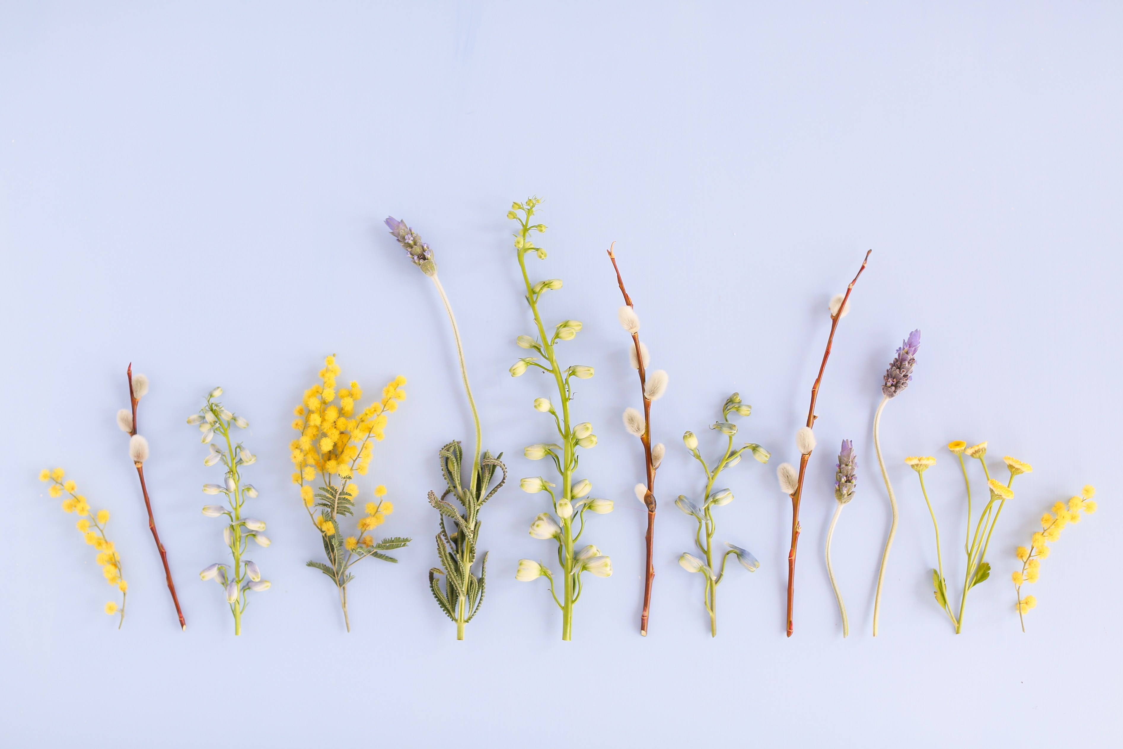 Variety av Blomster Estetisk Mac Bakgrunner