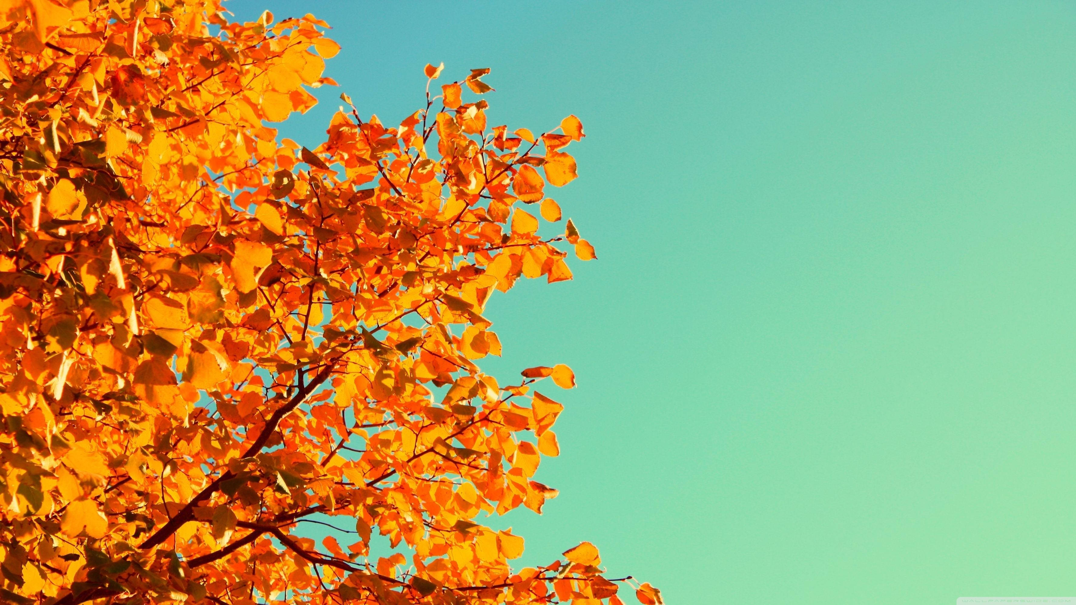 "Varme høstfarger reflektert i Hickory-blader." Bakgrunner