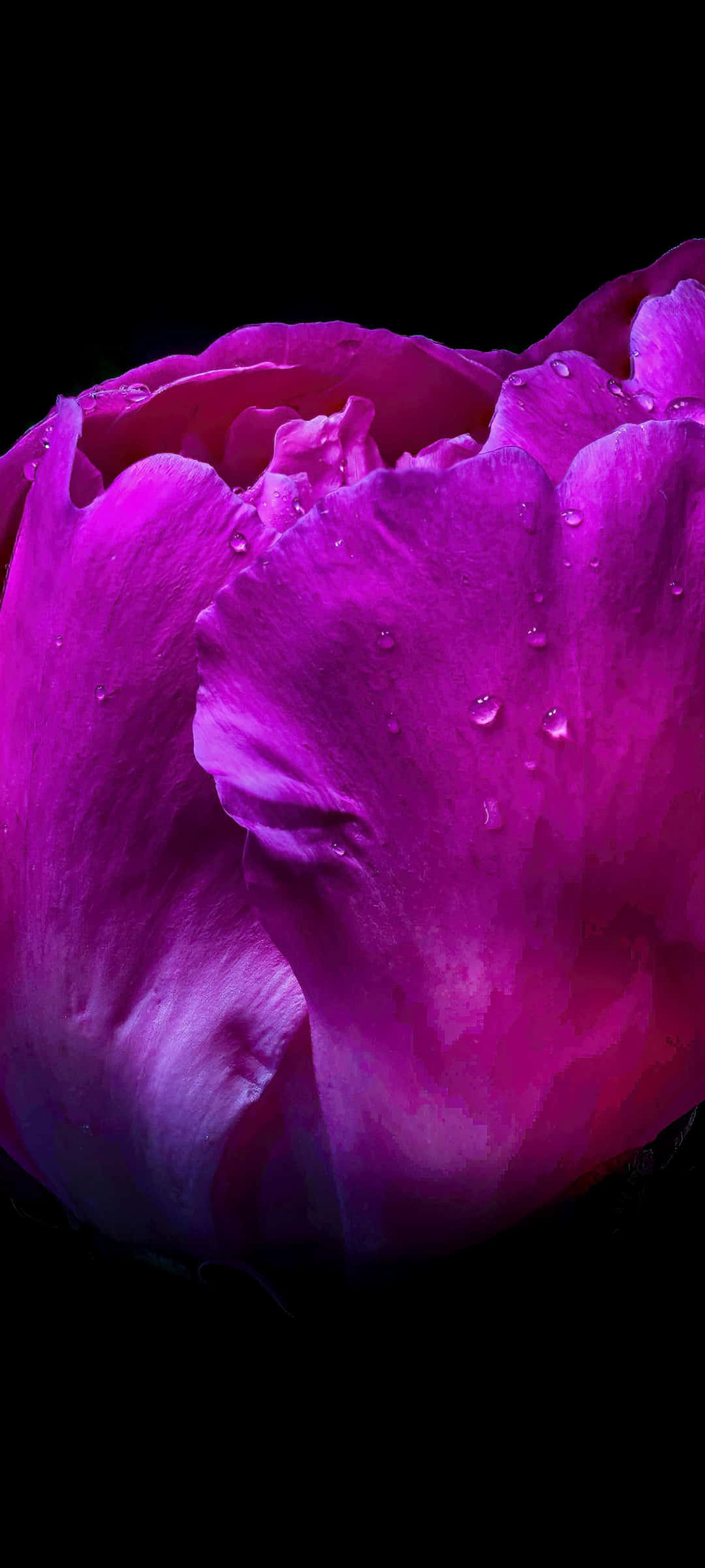 Våt peon svart og rosa blomst Bakgrunner