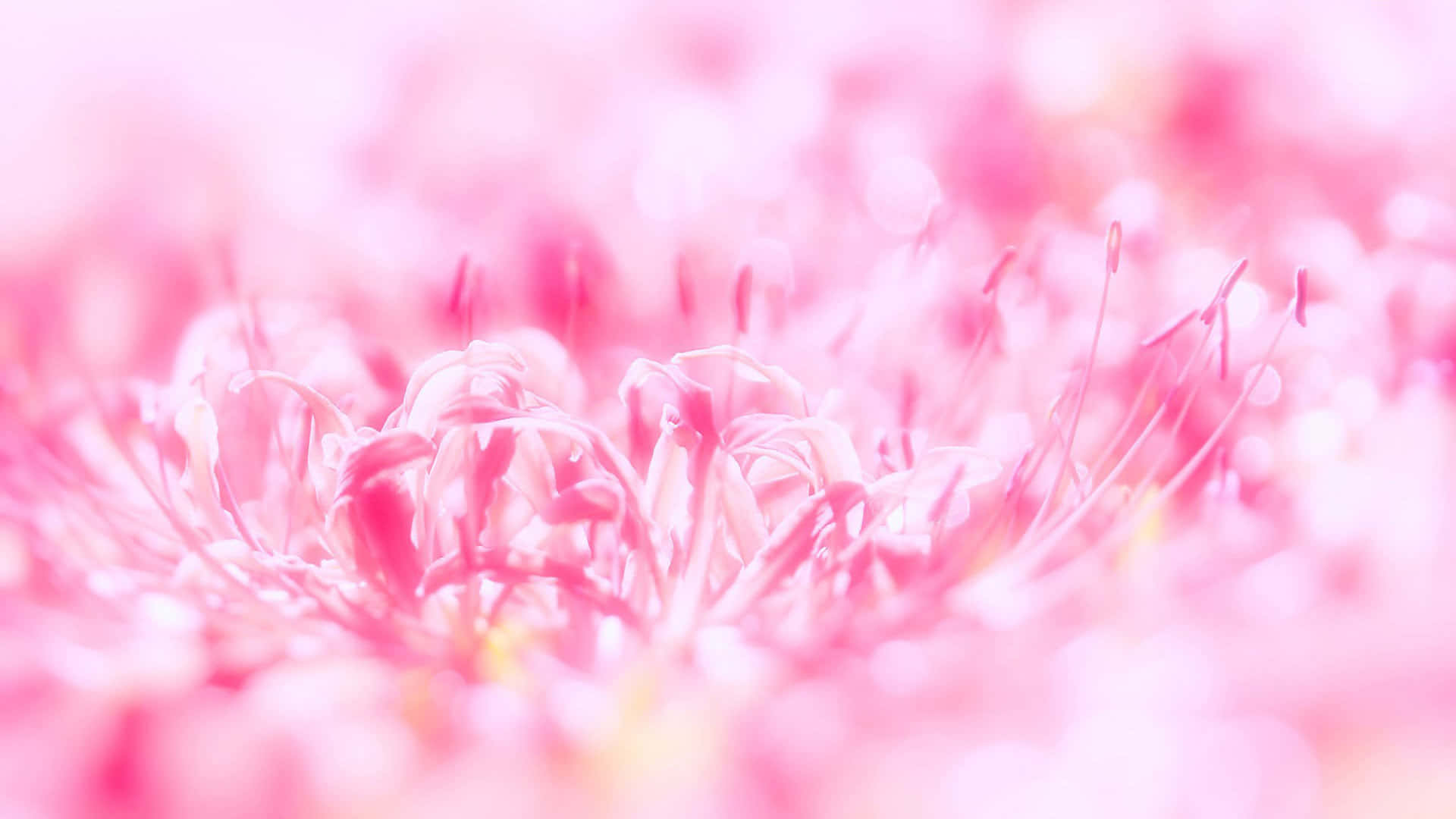 Velkommen til verdenen av Søt Rosa! Bakgrunner
