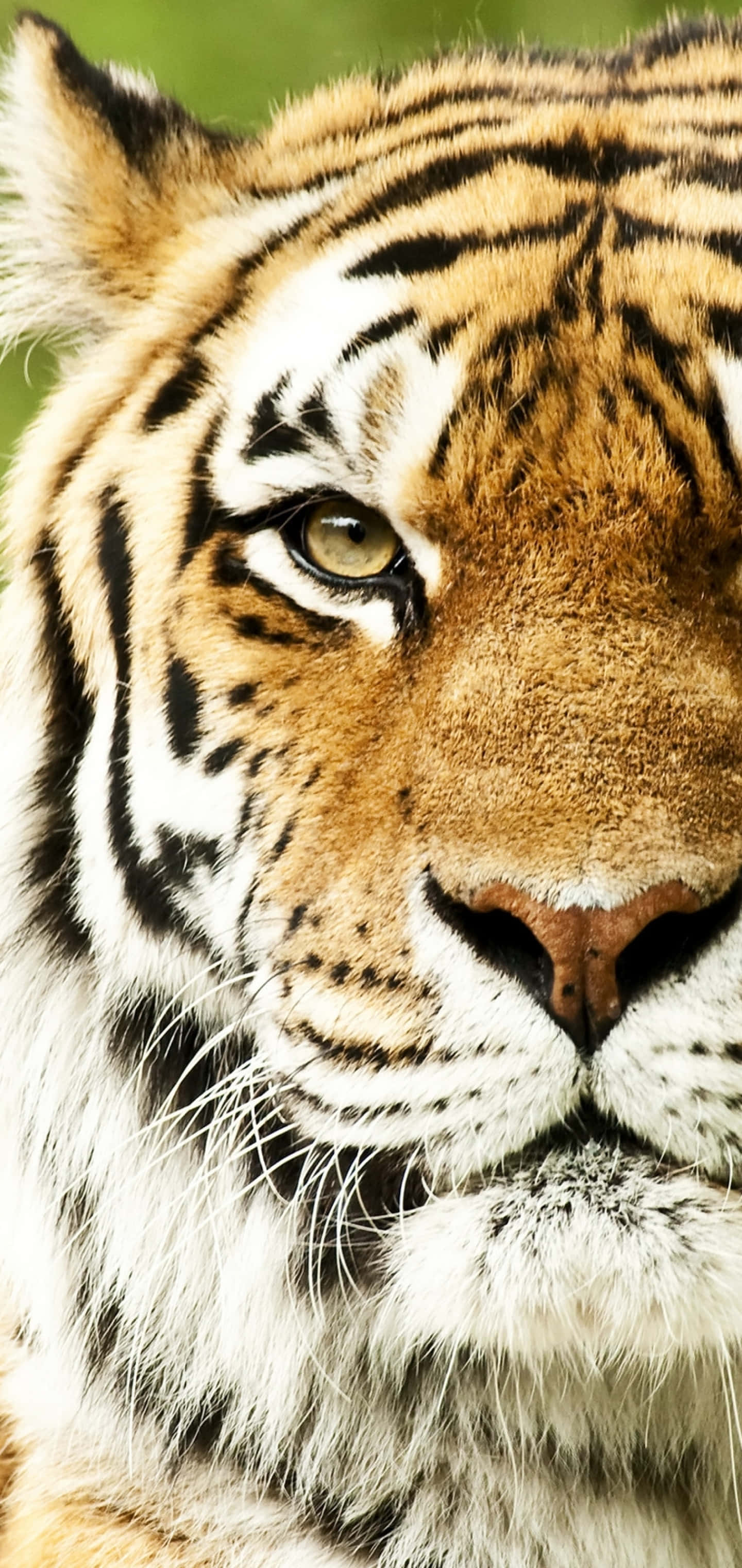 Venstre side av tigeransikt Bakgrunner
