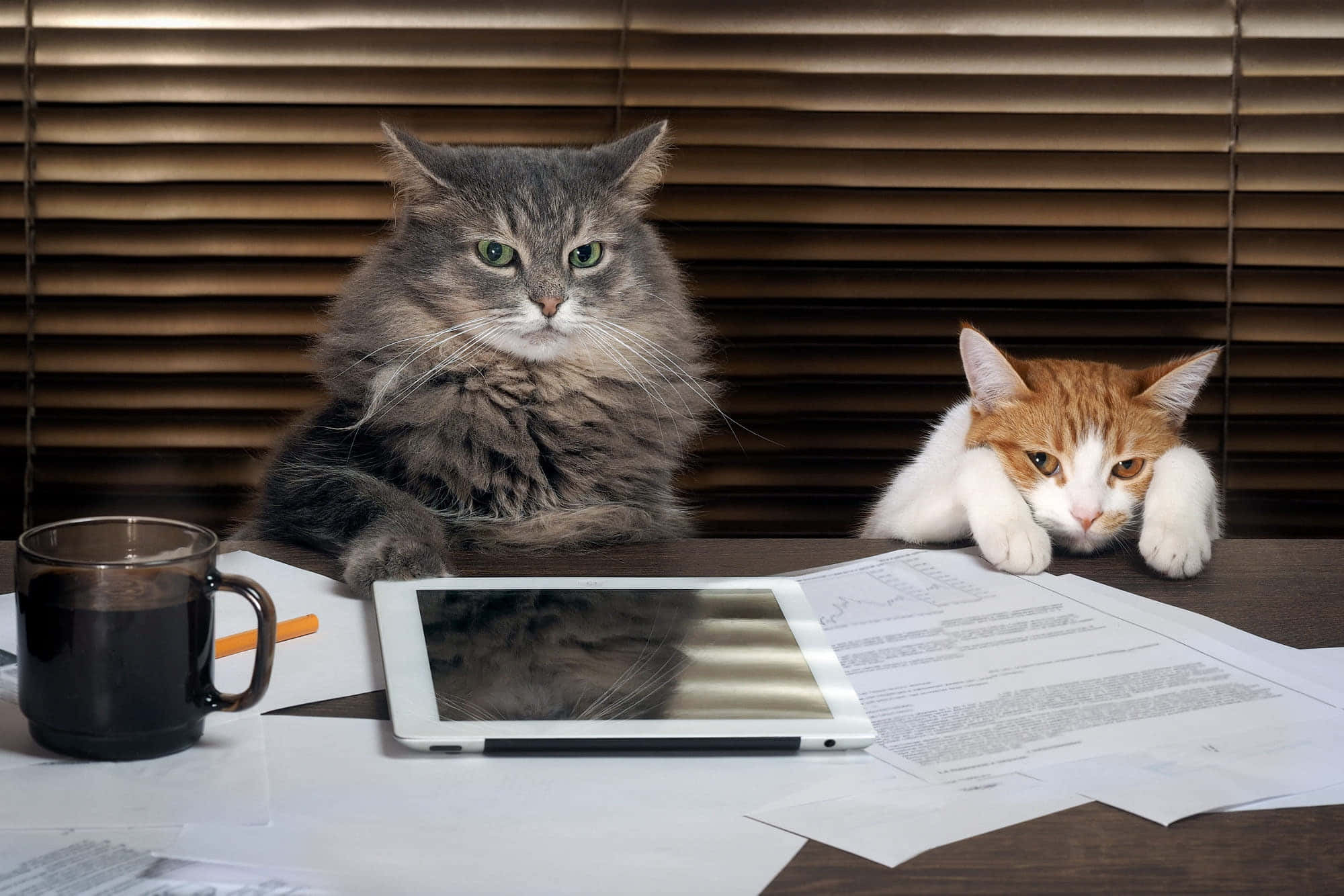 Verden ifølge Grumpy Cat Bakgrunner