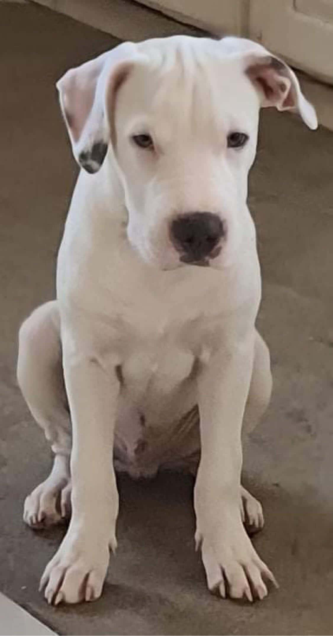 Verdig Dogo Argentino som poserer vakkert for et bilde Bakgrunner
