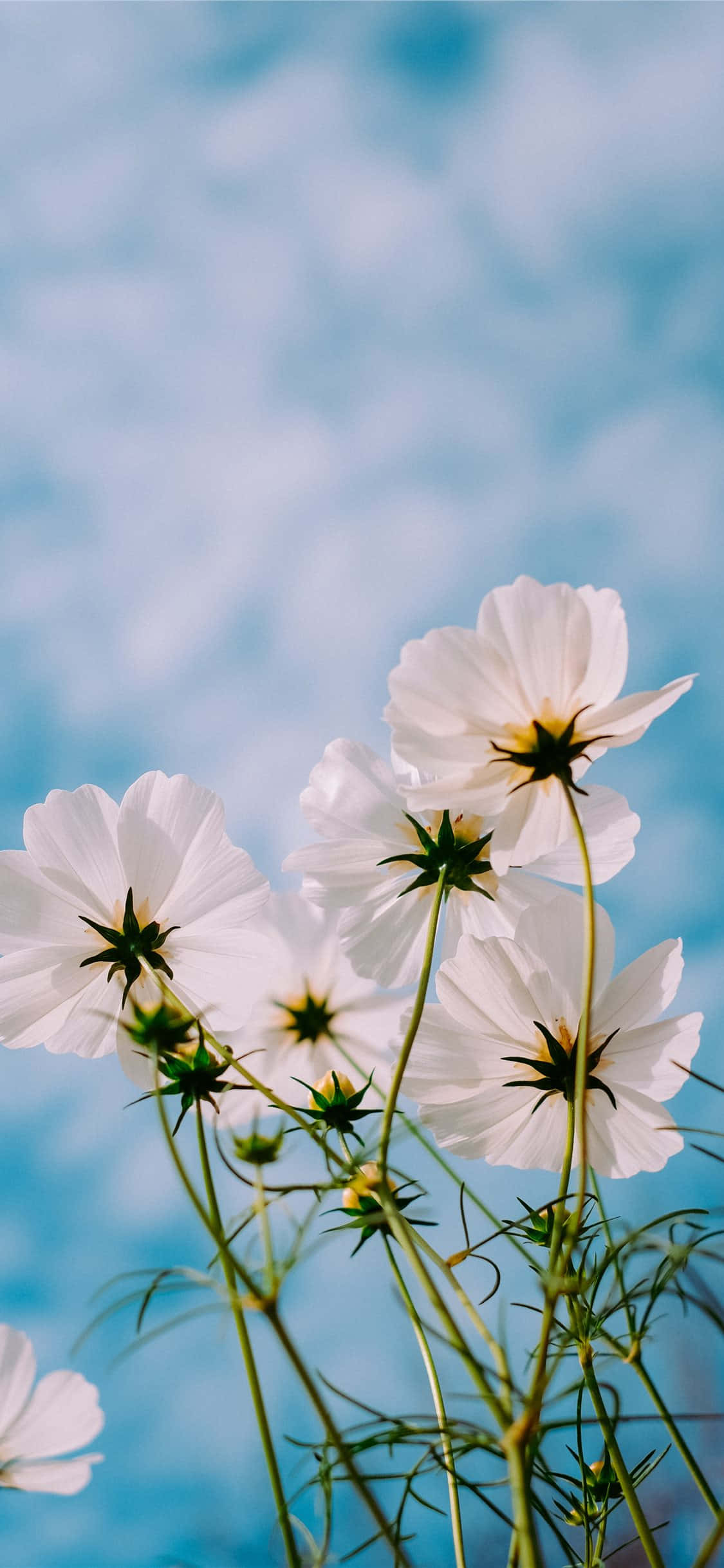 Villblomster Bilde Hage Cosmos Bakgrunner