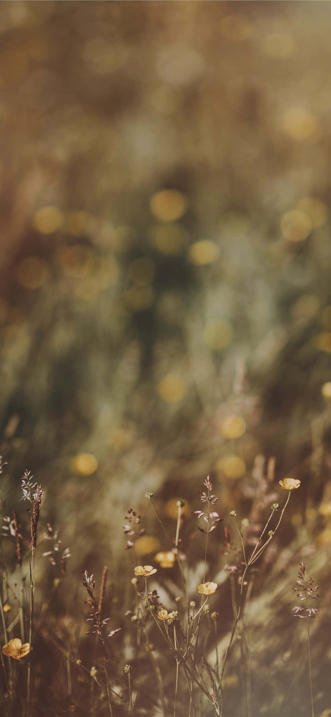 Villblomster Bilde Soleie Bokeh Bakgrunner
