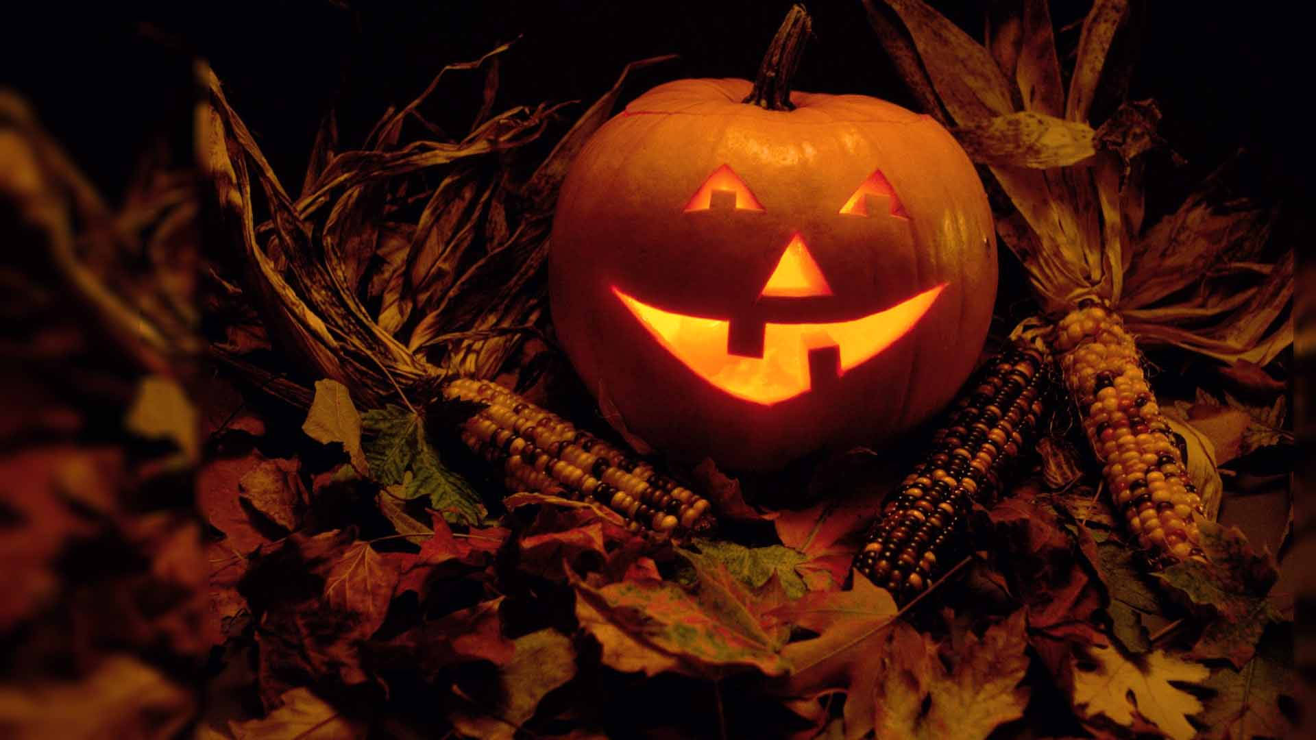 Vintage Halloween-gresskar i maisåker Bakgrunner