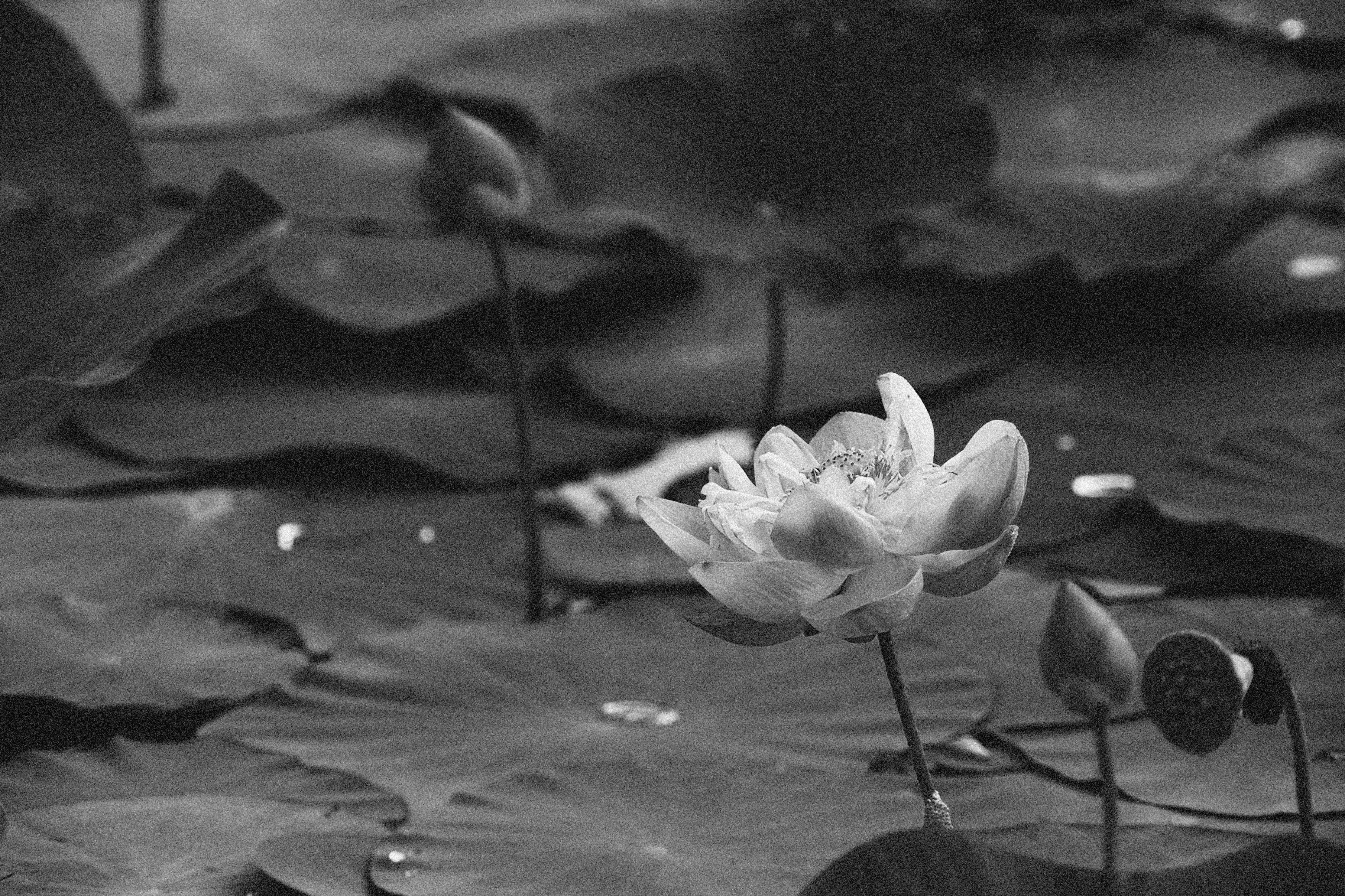 Vintage Lotusblomst Bakgrunner