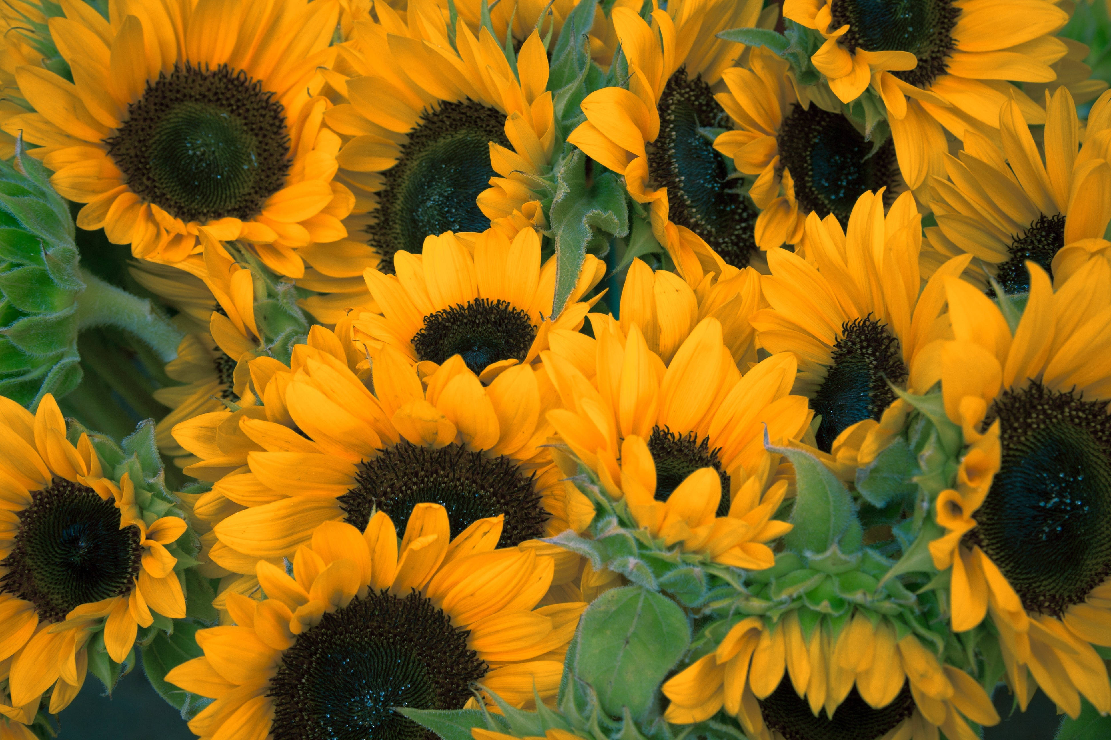 Vintage solsikker som blomstrer på et solrikt jorde Bakgrunner