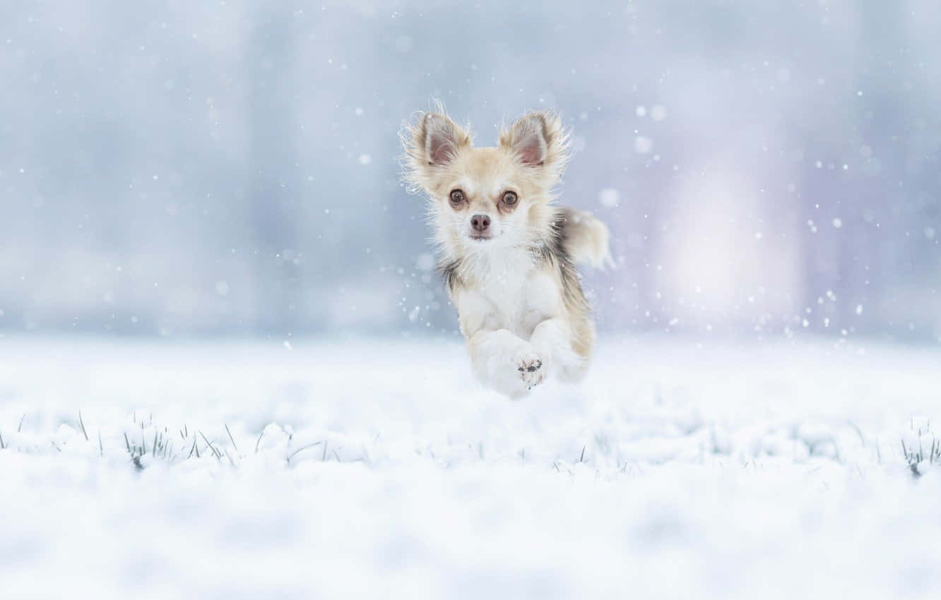 Vinter Chihuahua Hund som hopper Bakgrunner