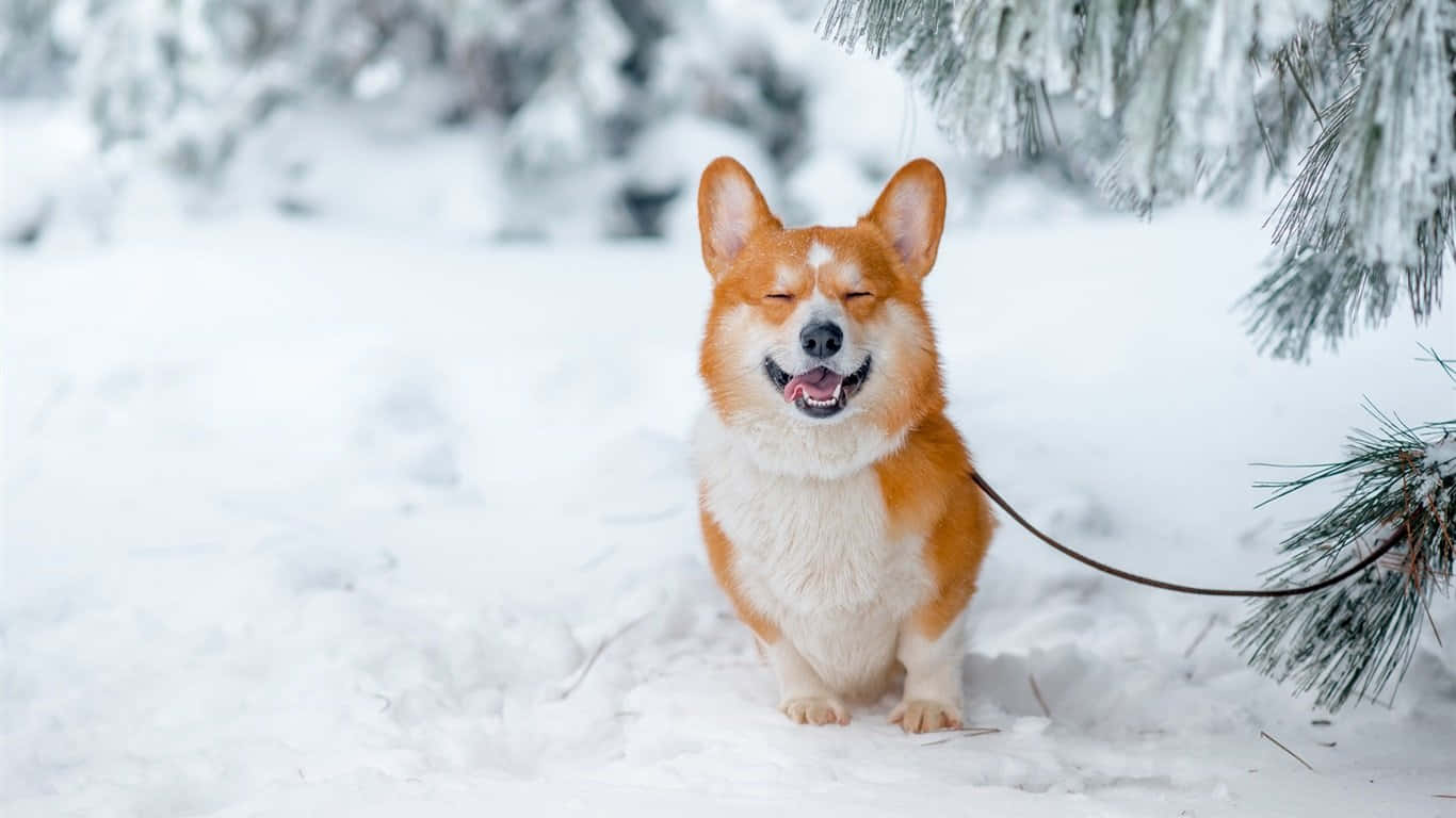 Vinter Corgi Bakgrunner