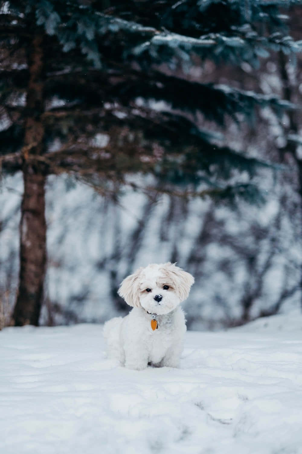 Vinter Shih Tzu Hund Bakgrunner