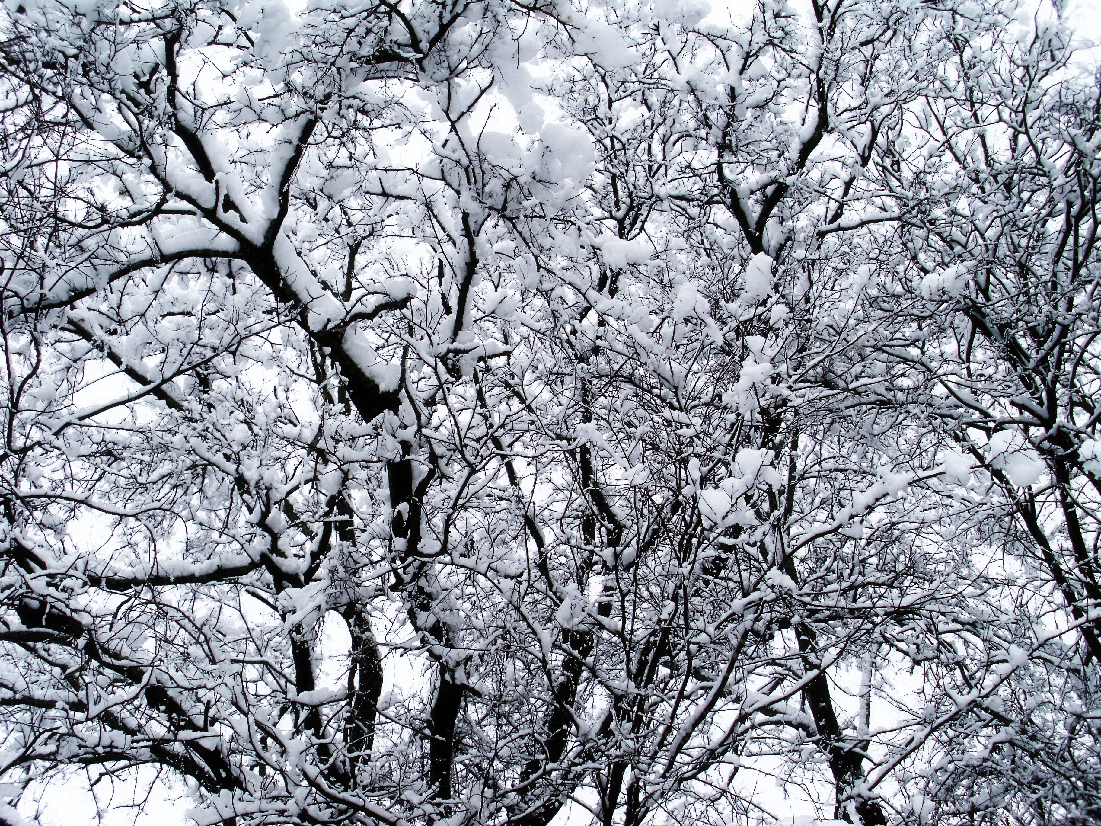 Vintertrær dekket av snø Bakgrunner