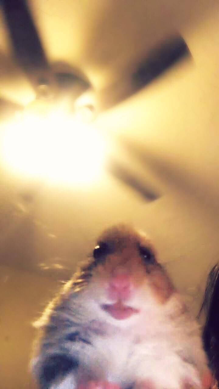 "Virtuelt Hamstermeme" Bakgrunner
