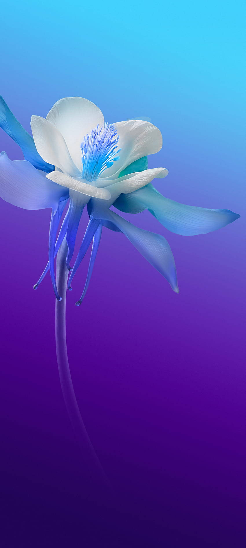 Vivo V20 Hvit og Blå Blomst Bakgrunner