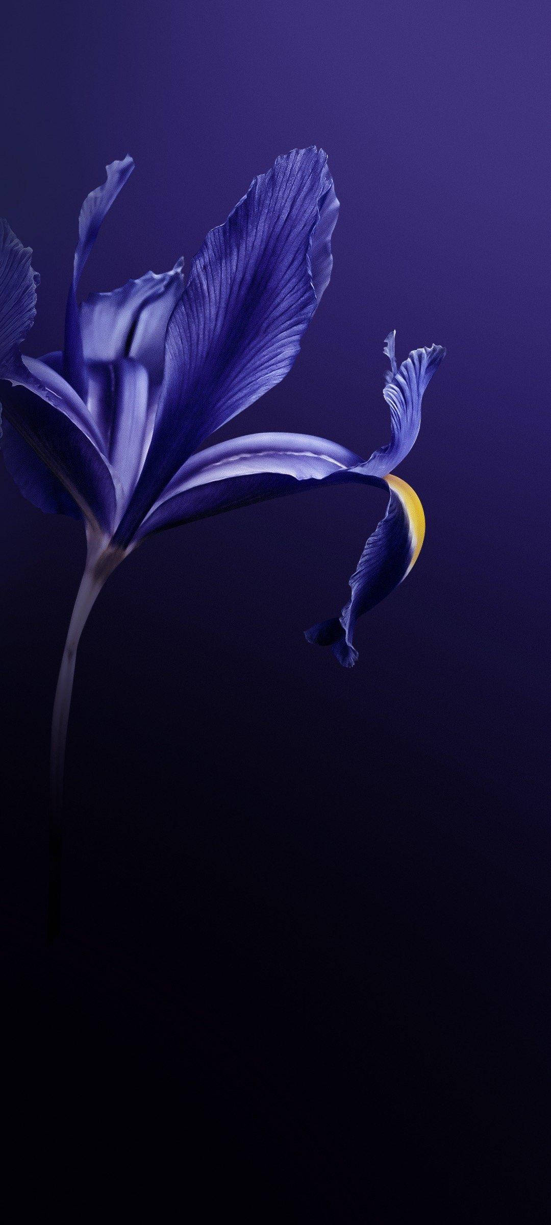 Vivo V20 Lilla Blomst Bakgrunner