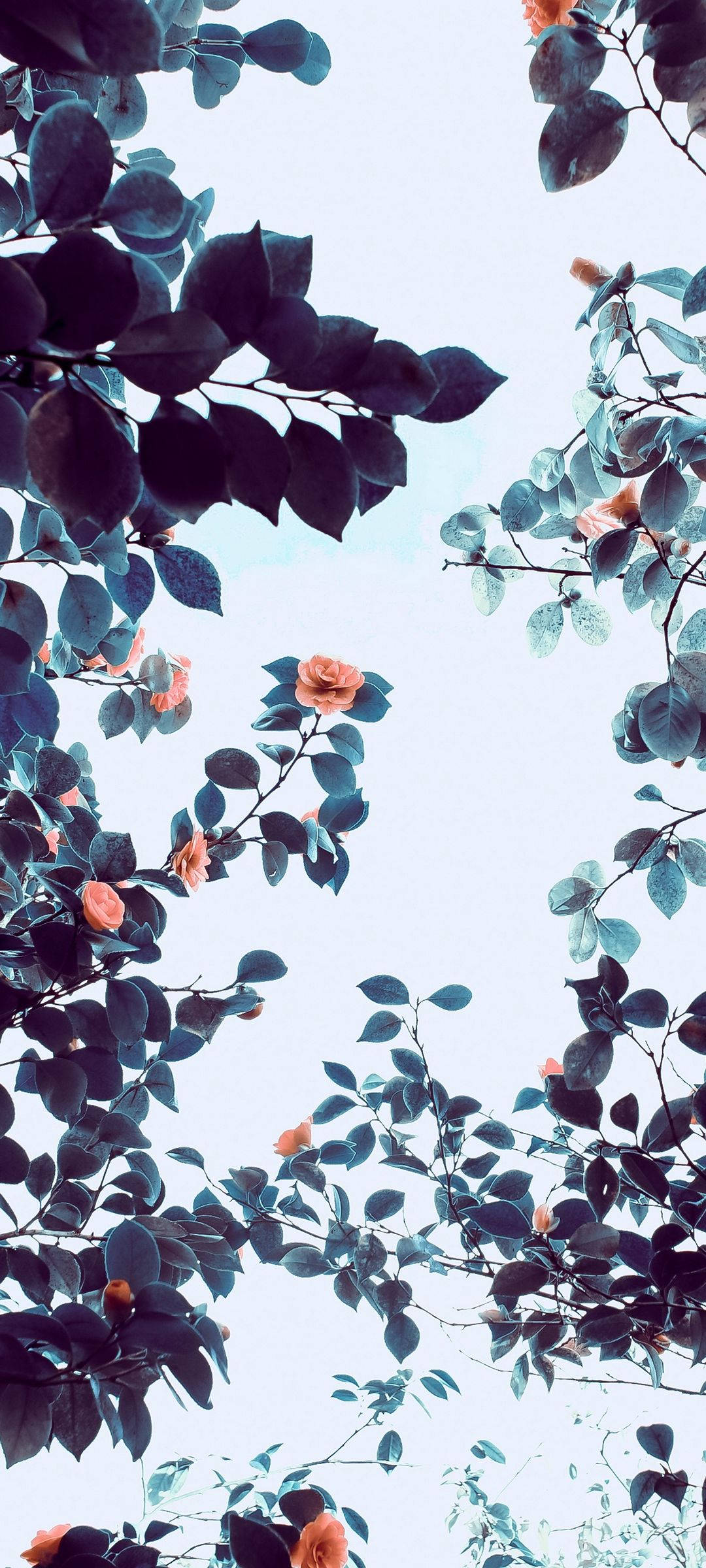 Vivo V20 Oransje Blomstrende Tre Bakgrunner