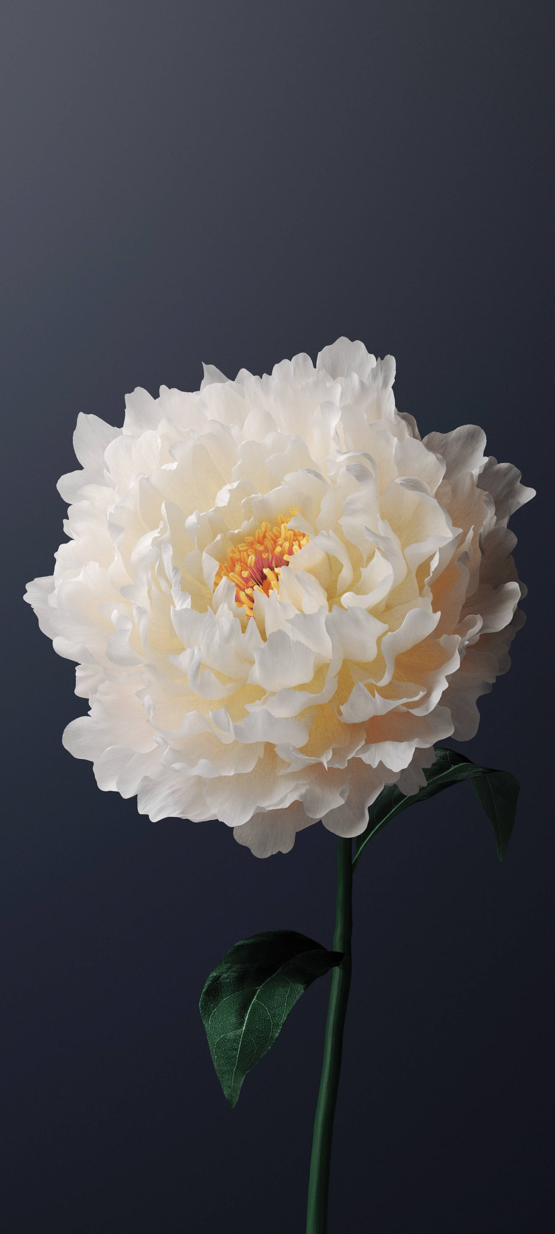 Vivo Y11 Hvit Peonblomst Bakgrunner