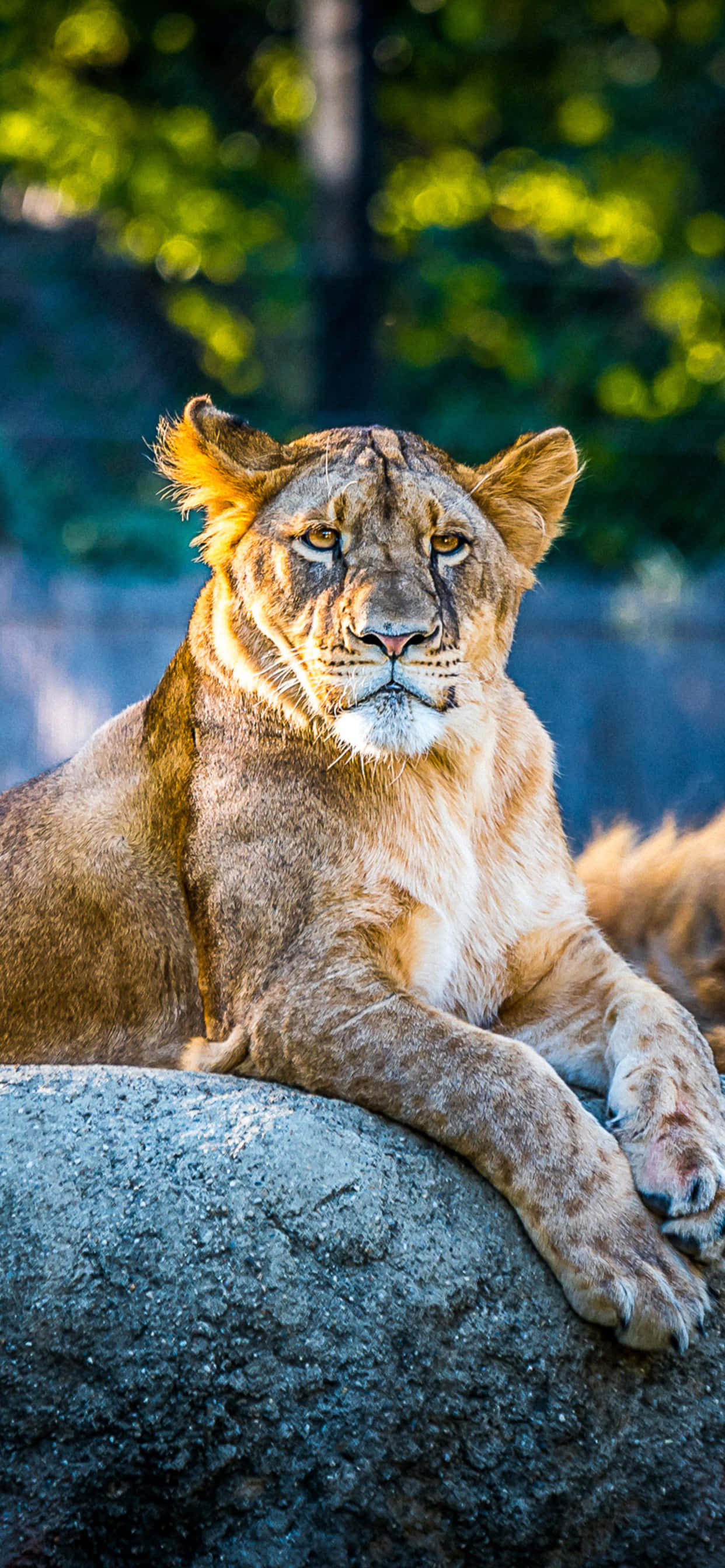 Vokter over deg - Animal iPhone Bakgrunner