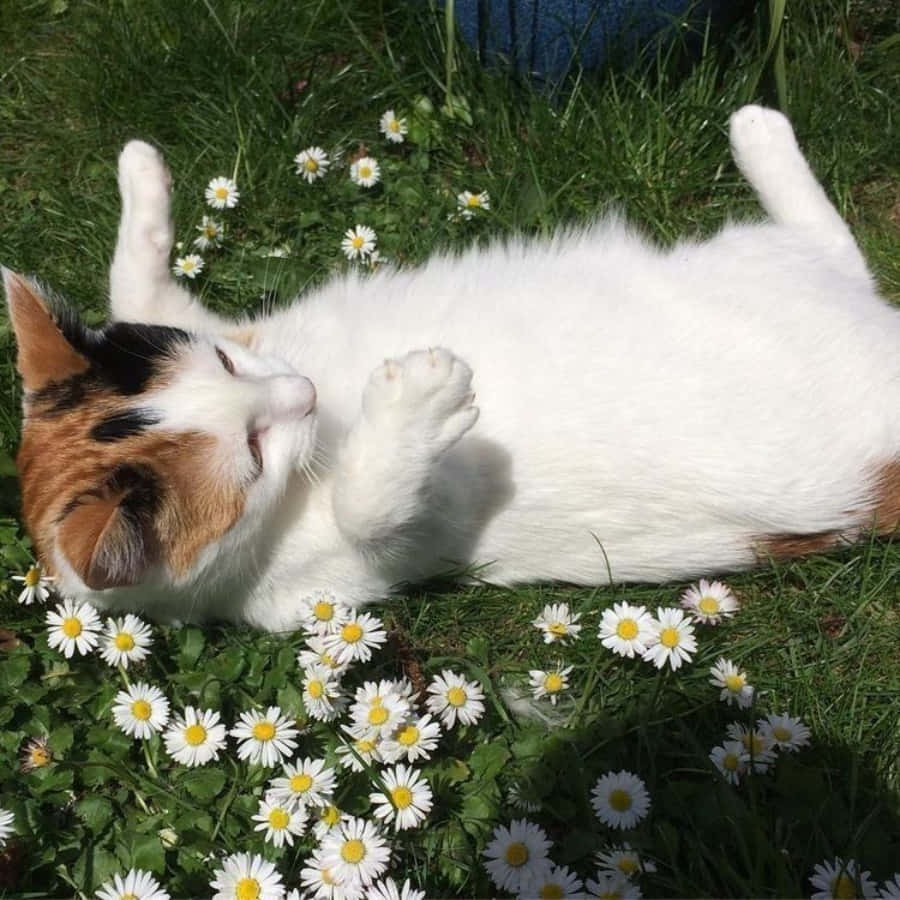 "Vær katten du vil se i verden" Bakgrunner