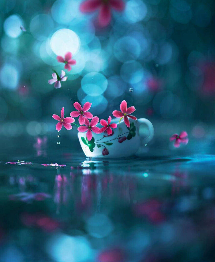 WhatsApp DP Blomster Kopp Bakgrunner