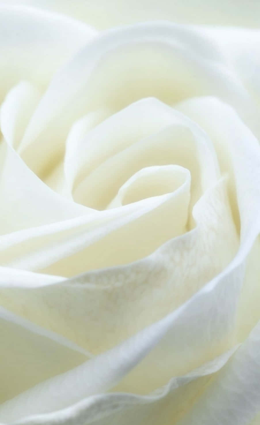 white rose photograph - white rose fine art print Bakgrunner